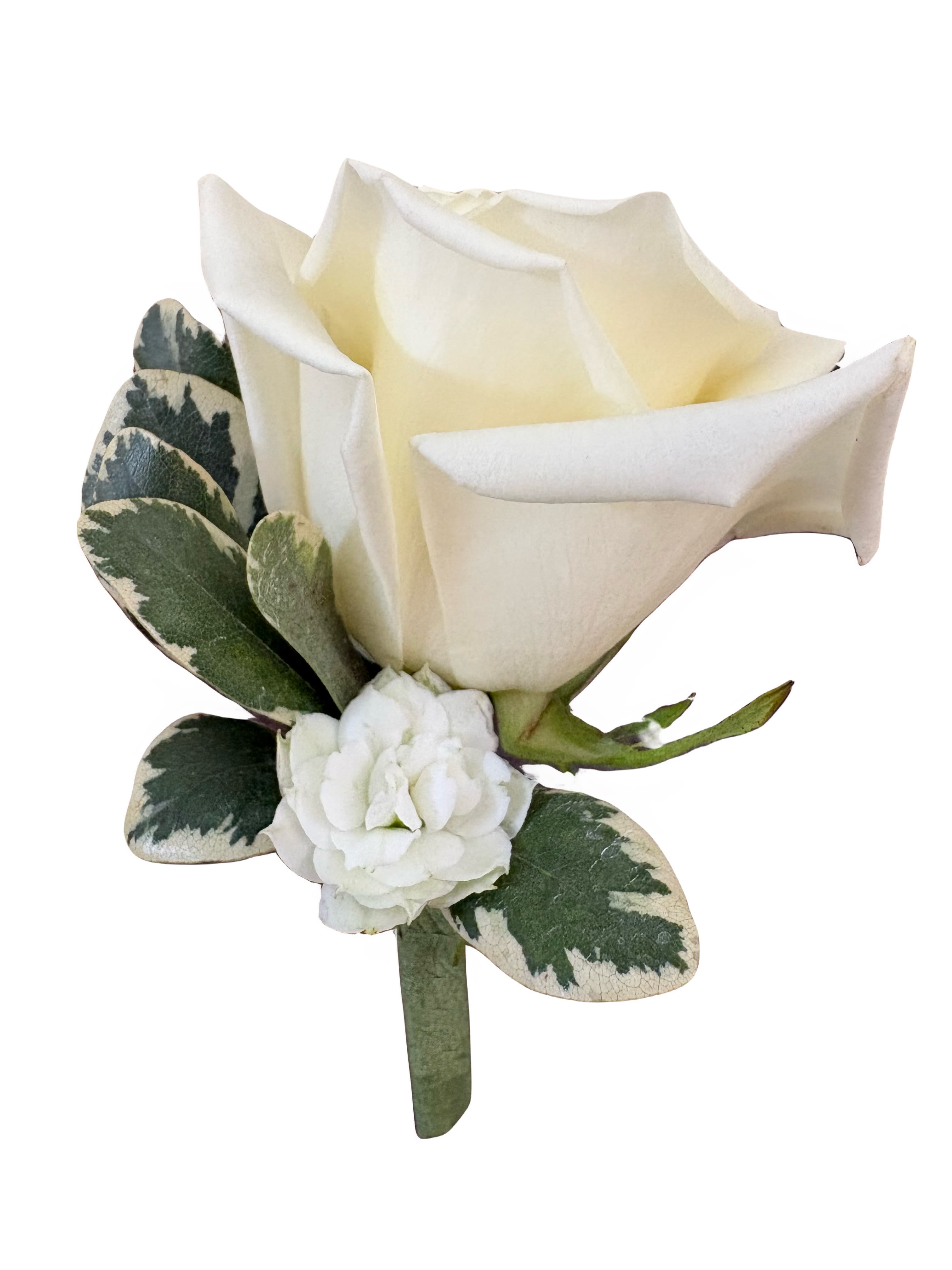 White Rose Boutonniere - A single white rose boutonniere that reads crisp and classic-the perfect finishing touch for a wedding, prom, or other formal occasion.  It presents one pristine white rose with a compact white accent bloom beneath, so the person wearing it looks polished.  Green-and-cream variegated leaves wrap the stem for subtle texture and a fresh contrast to the white blooms, keeping the look understated and elegant. Sized to pin easily to a lapel, this boutonniere is ideal for grooms, groomsmen, or anyone who should look quietly refined; order per person and store refrigerated until delivery to keep the rose looking its best on the day.