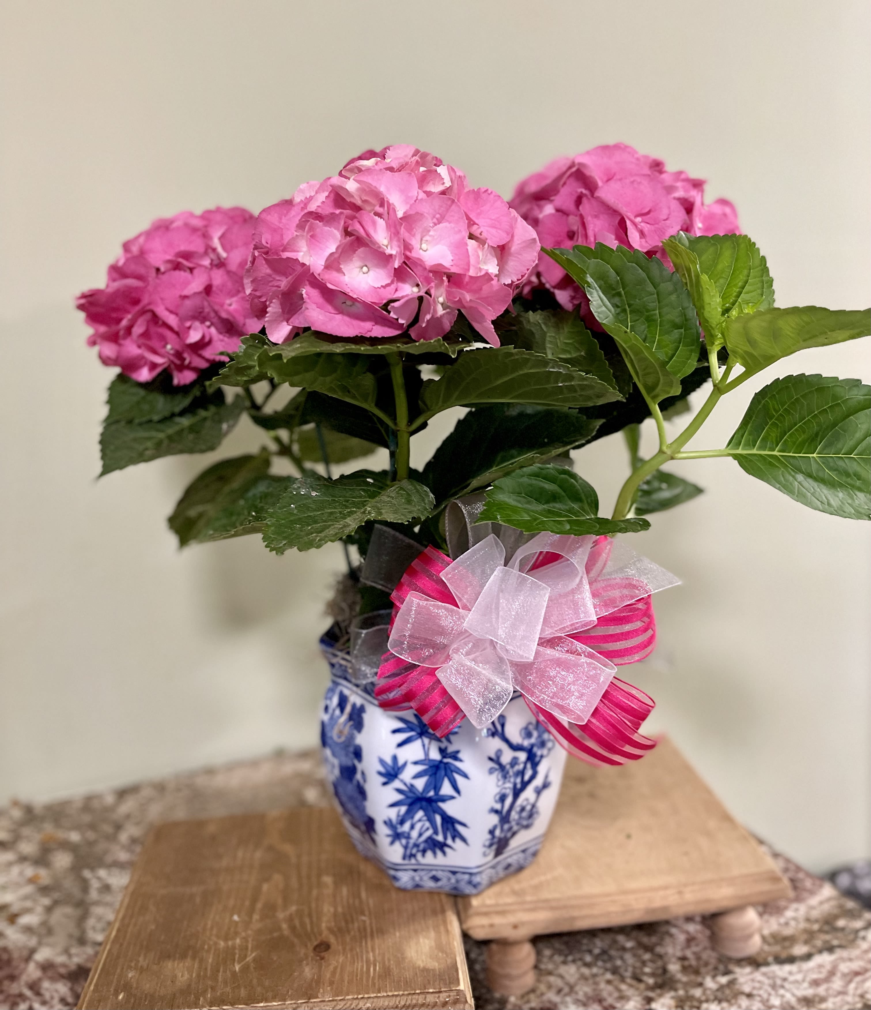 Legacy Pink Hydrangea - The Legacy Pink Hydrangea adds a burst of color to any occasion.  6 inch hydrangea shown here in our ceramic container that adds a touch of elegance and permanence to your selection.  
