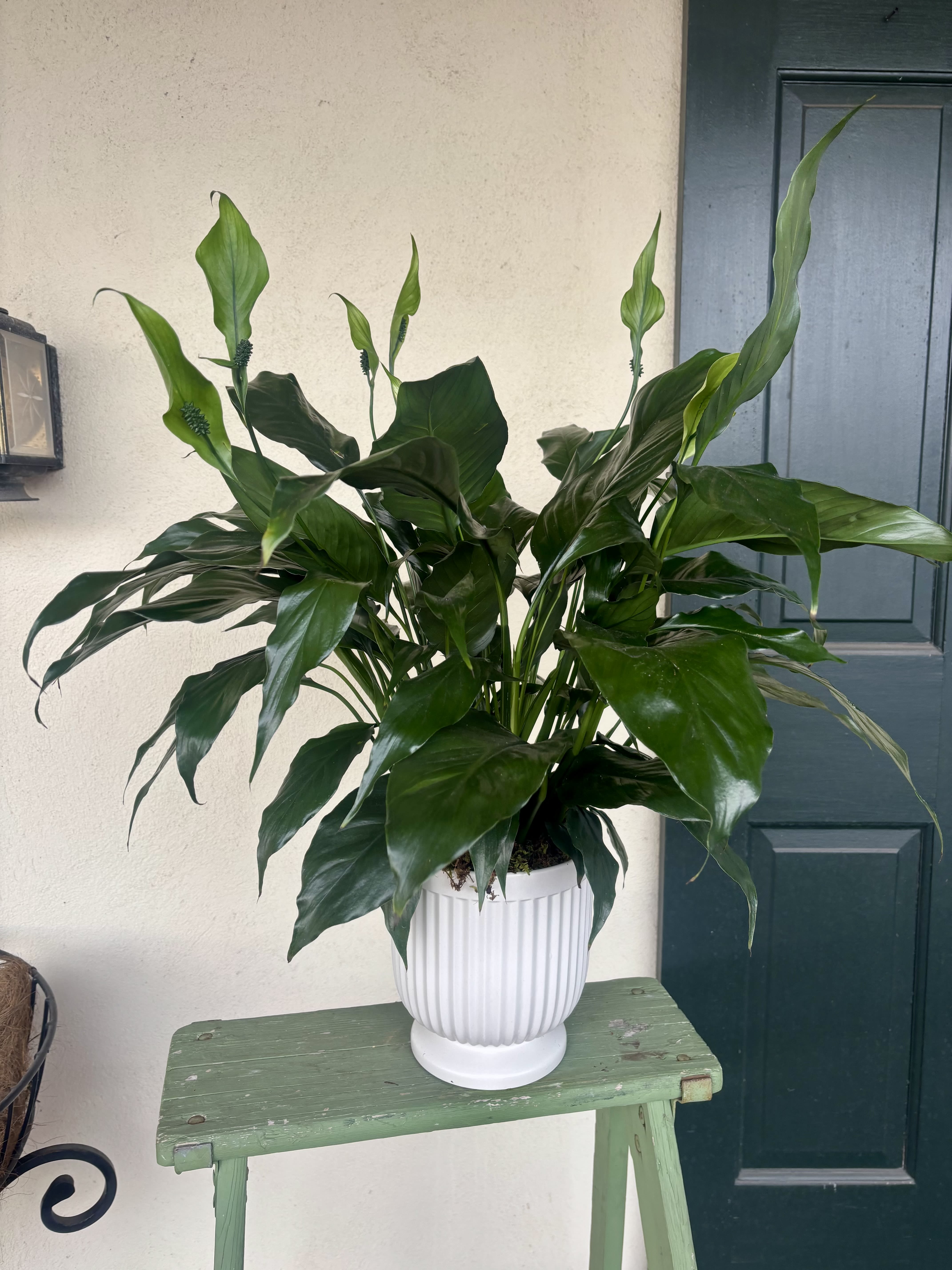 Potted green houseplant in a white ribbed ceramic container on a small green bench