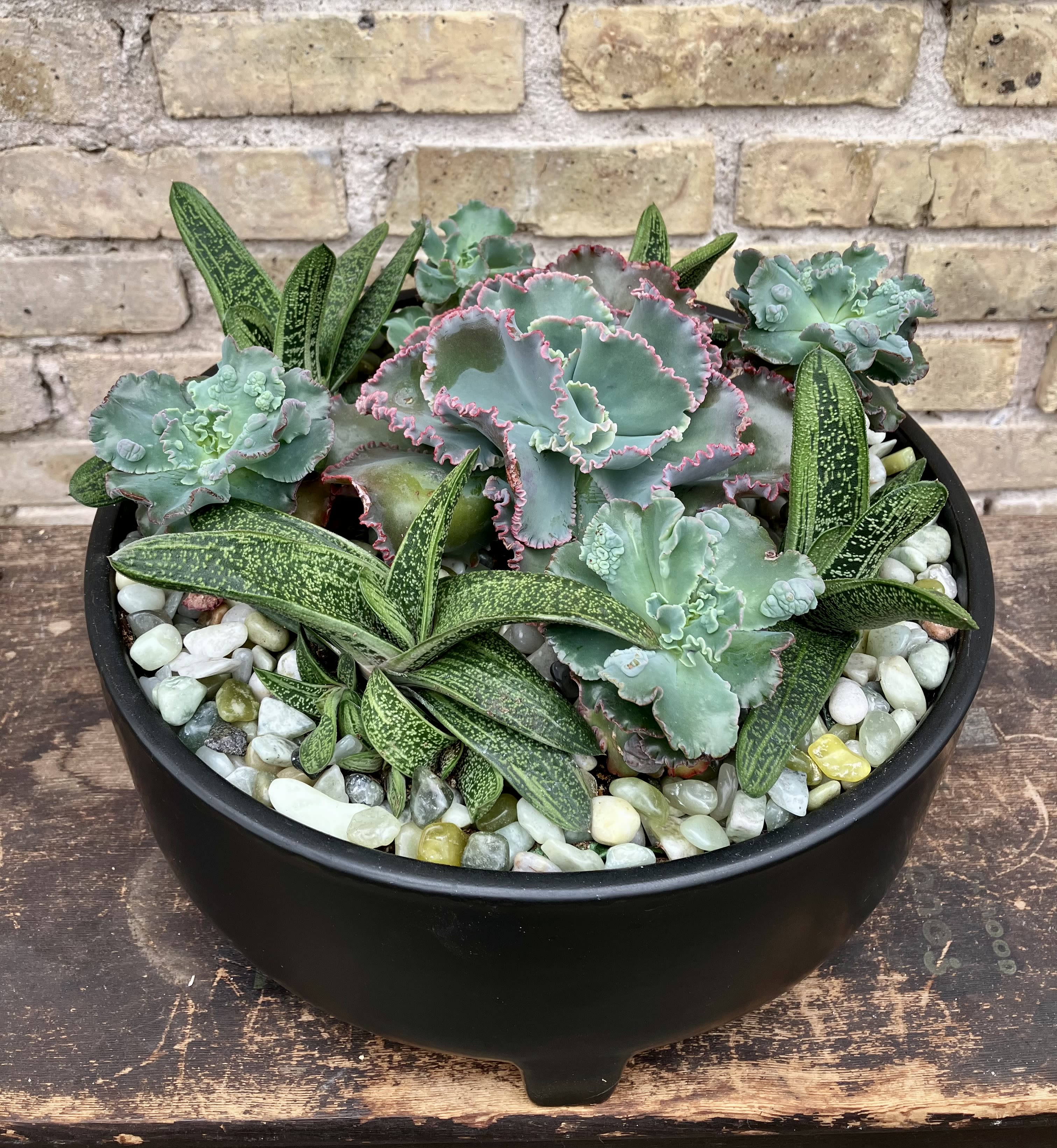 Santa Fe - Display of Echeveria and Other Succulents Make This a Great Gift.  Succulent Garden is Designed in a Black Ceramic Container. (some succulents may vary depending on availability)
