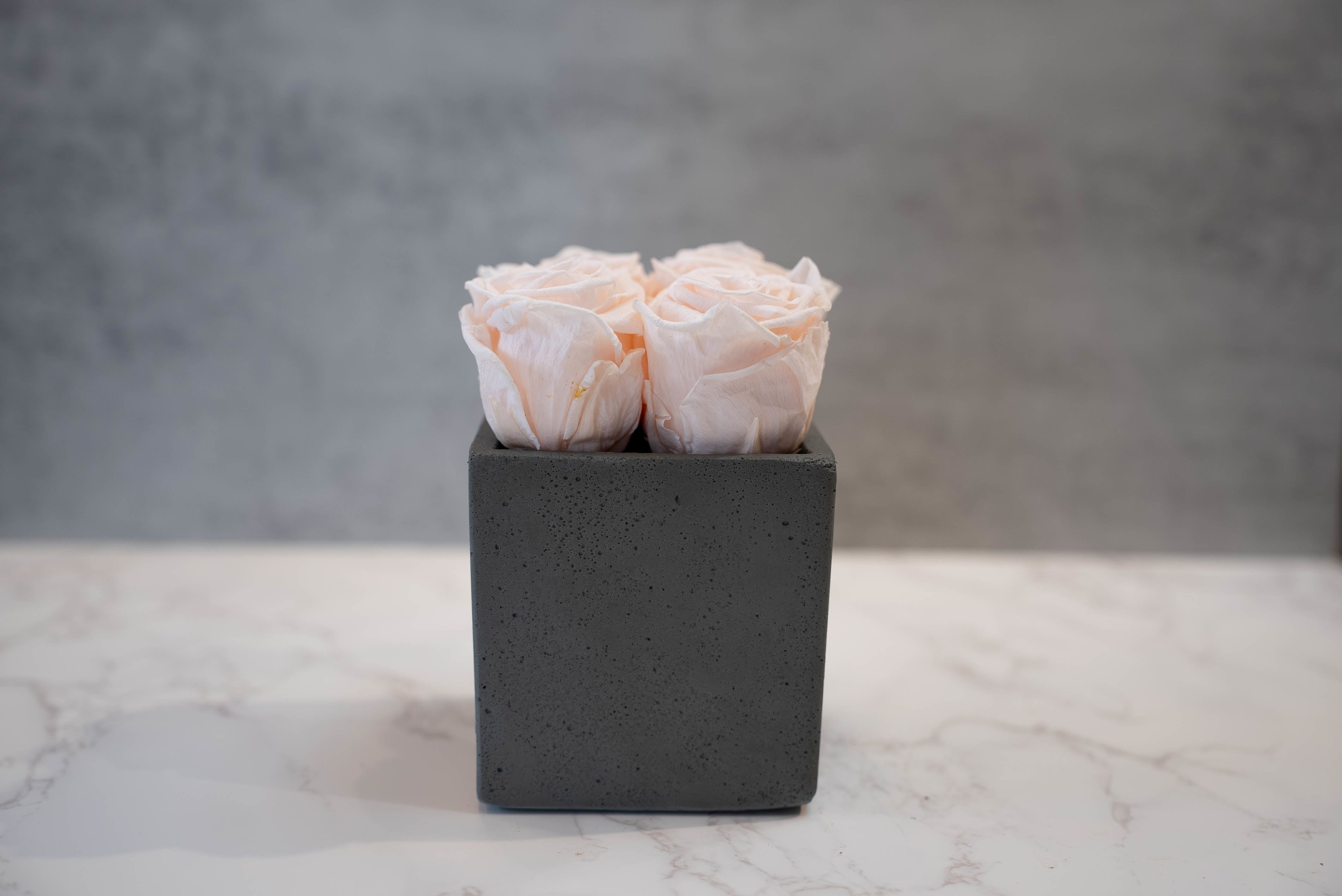 Blush Roses in Cement Cube  - High end preserved roses, custom designed by hand in our local shop