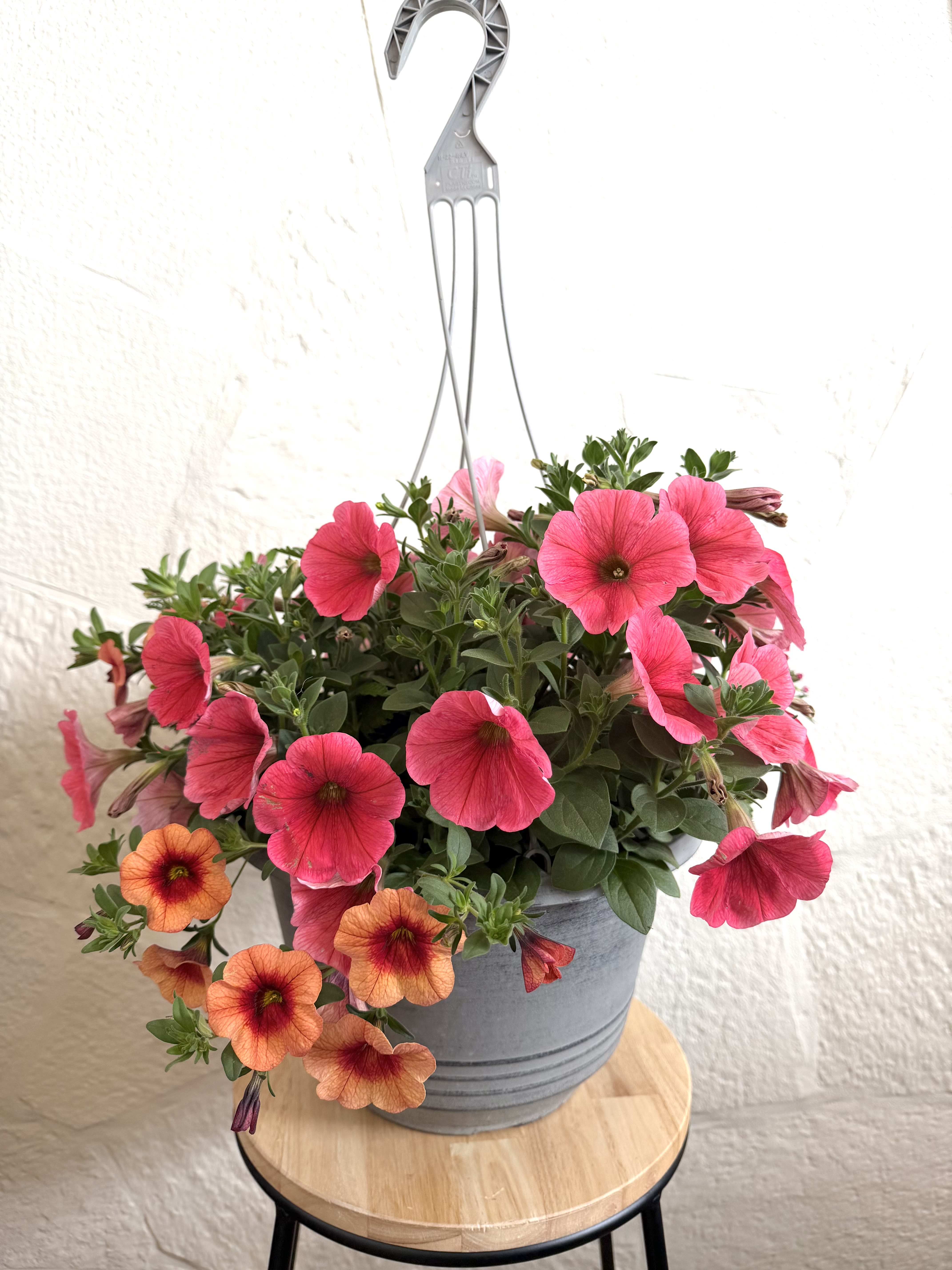 12 " Hanging Basket - Bright pink and warm orange petunias spill over a gray hanging basket to create a lively 12" hanging basket that instantly brightens porches, patios, or an entryway. Perfect as a Mother's Day treat or a just-because surprise, this spring-to-summer display reads as effortless cheer-she'll feel seen the moment these cascading blooms sway in the breeze.  Dense, open trumpet-shaped blossoms and compact green foliage form a full, trailing mound of color that requires little styling-just hang and enjoy. The sturdy metal hanging pot gives a modern, neutral backdrop that suits cottage, modern, or farmhouse décor; ideal for housewarming gifts or seasonal outdoor refreshes. For best color and continual bloom, place in full sun to partial shade and water when the topsoil feels dry.