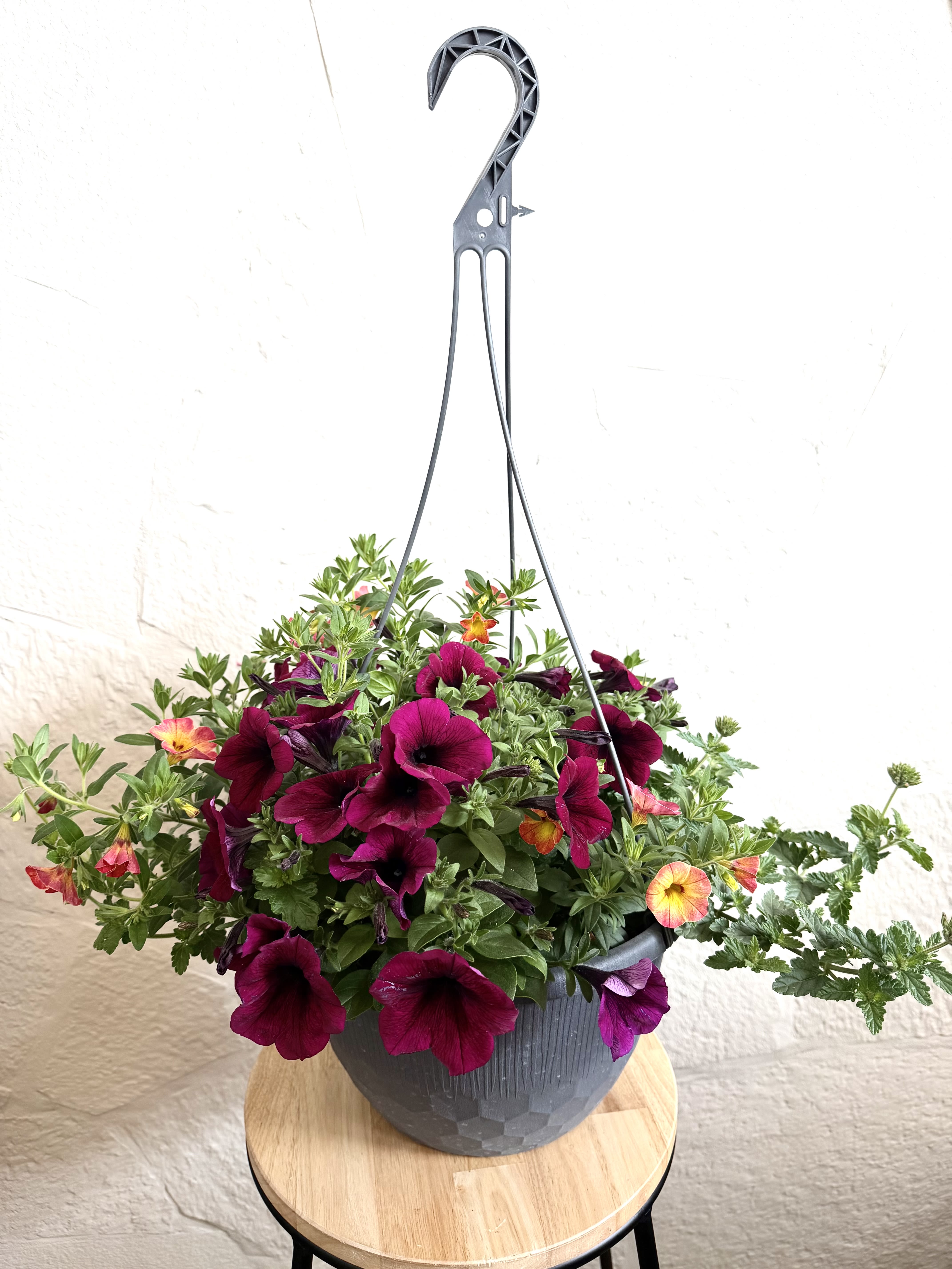 Plum 12 " Hanging Basket  - A lush cascade of deep magenta blooms immediately catches the eye in this 12" hanging basket-perfect as a spring or summer housewarming gift, porch pick-me-up, or everyday outdoor accent. The vibrant purple-and-pink flowers, punctuated by pops of orange and yellow, create a cheerful, garden-fresh display that makes the person you're thinking of feel welcomed and celebrated.  Planted in a dark gray hanging container with a sturdy metal hanger, the dense mound of blossoms spills outward to form a full, cascading silhouette punctuated by abundant green foliage. The mix reads bright and lively from every angle, bringing color and texture to balconies, entryways, or shaded patio spots without needing complicated care.  Ideal for someone who loves effortless outdoor style, this basket suits casual gifting occasions-housewarmings, birthday porch surprises, or "just because" moments-when you want the recipient to feel seen and delighted. Size: 12" basket; care is simple: hang in a partly sunny spot, water regularly so the soil stays moist but not waterlogged, and deadhead sparingly to encourage continued blooms.