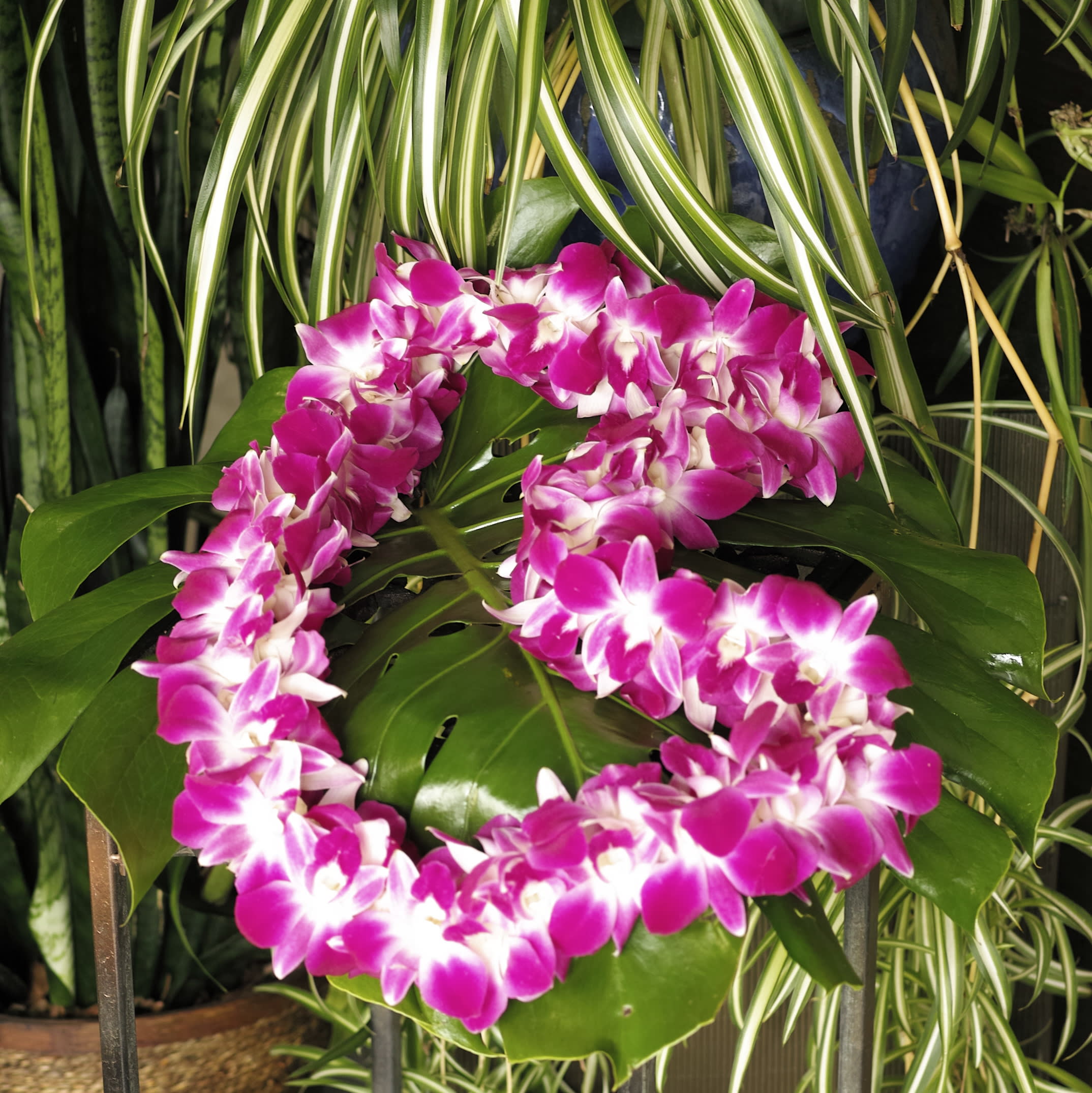 Pink and white orchid lei draped over large green leaves