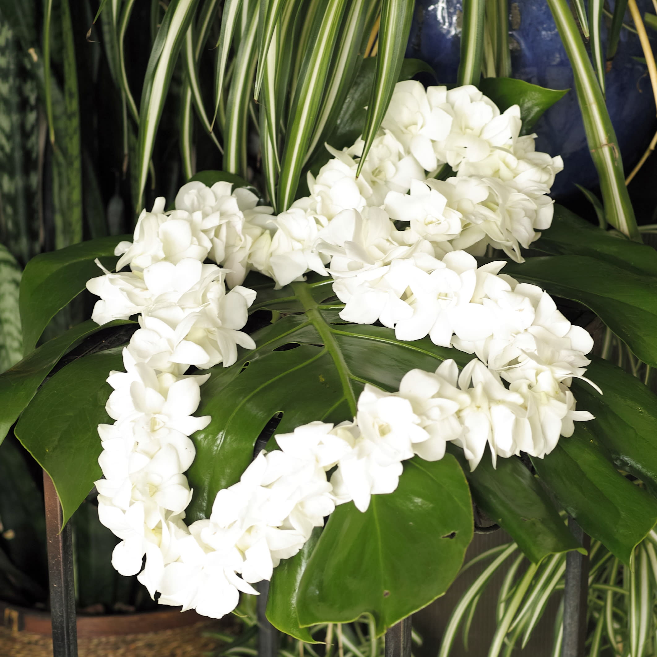 White flower garland draped over large green leaves