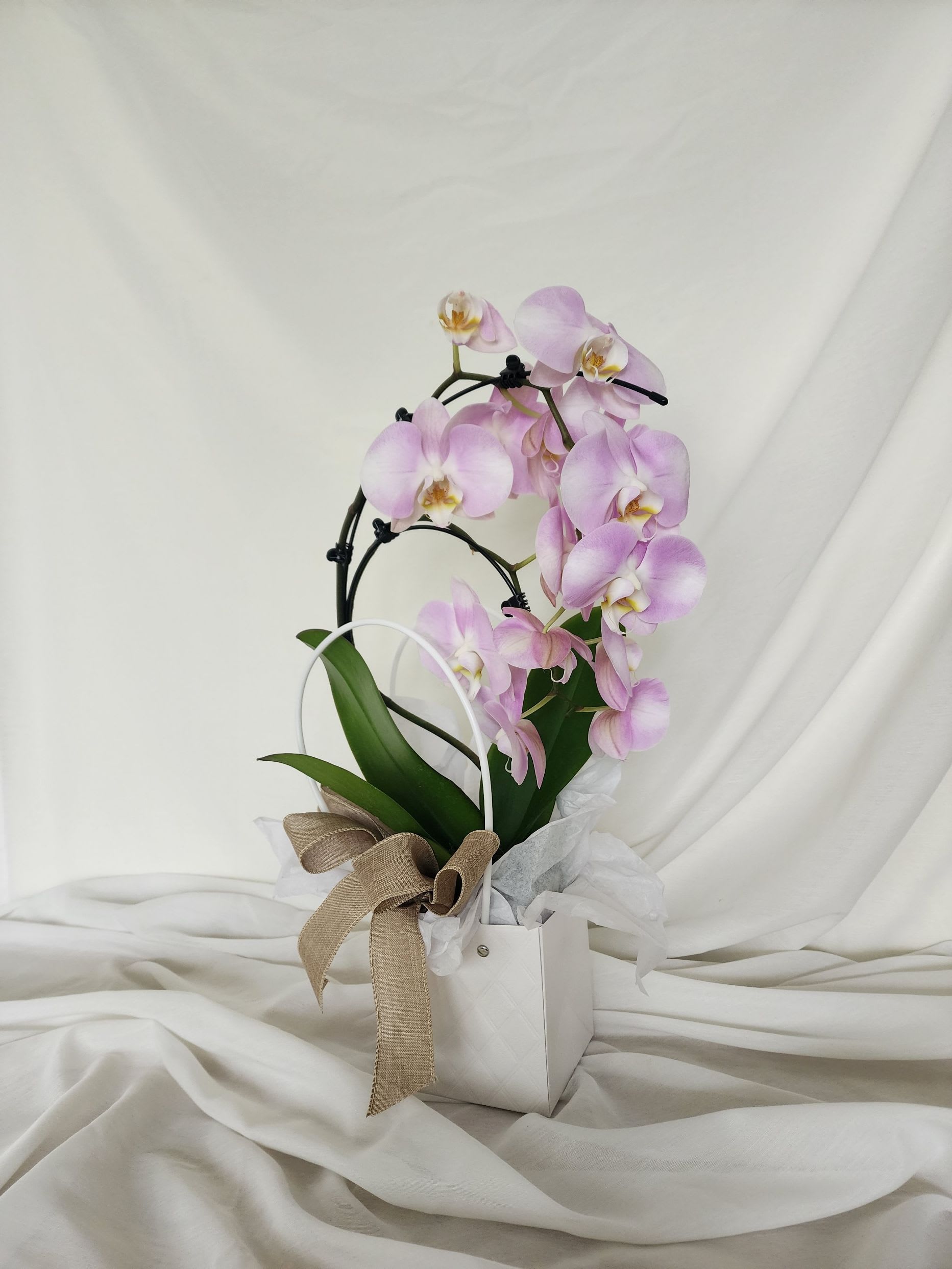 Pink orchid plant in a white gift bag with a ribbon bow