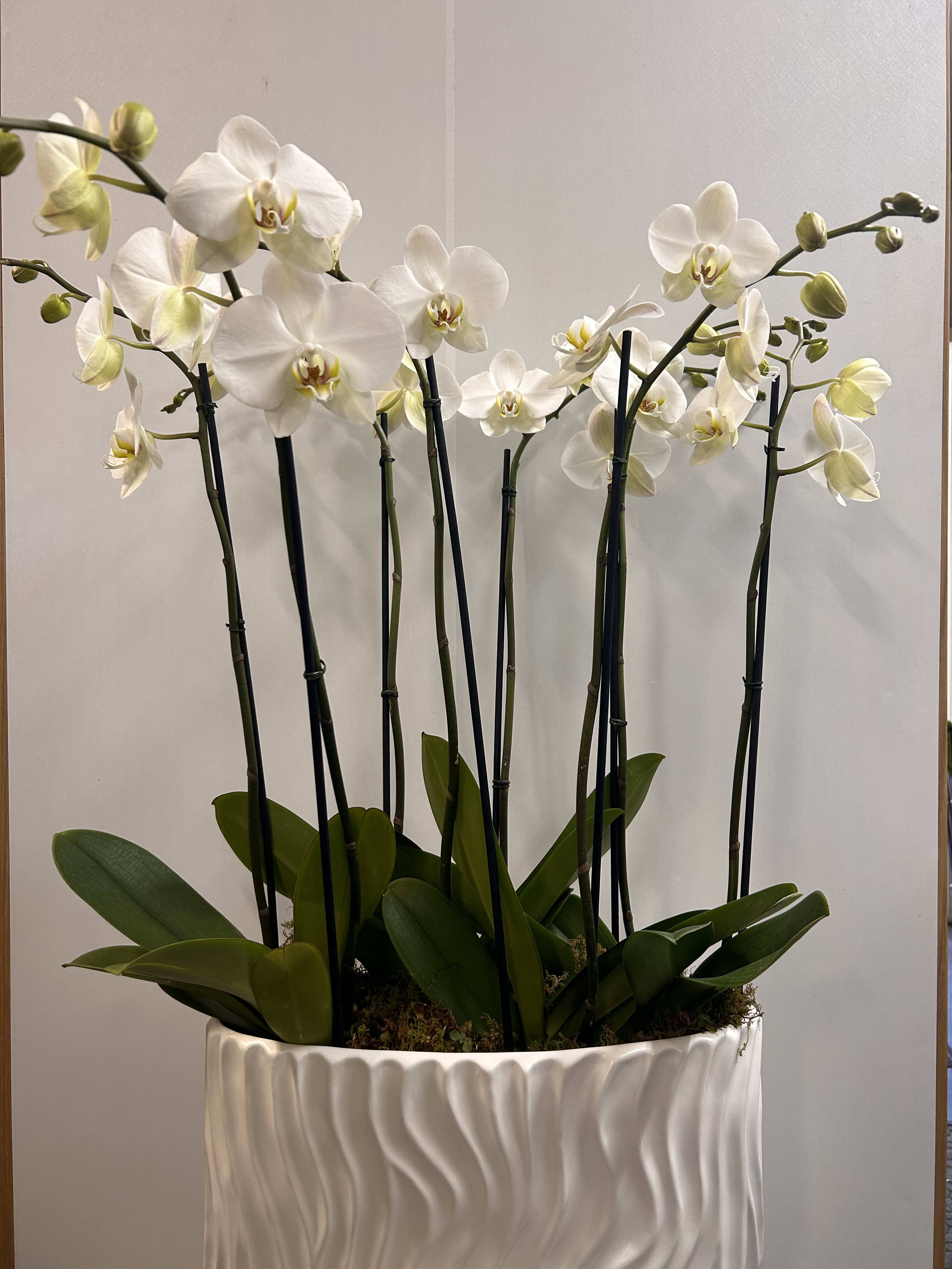 White orchids in a textured white planter