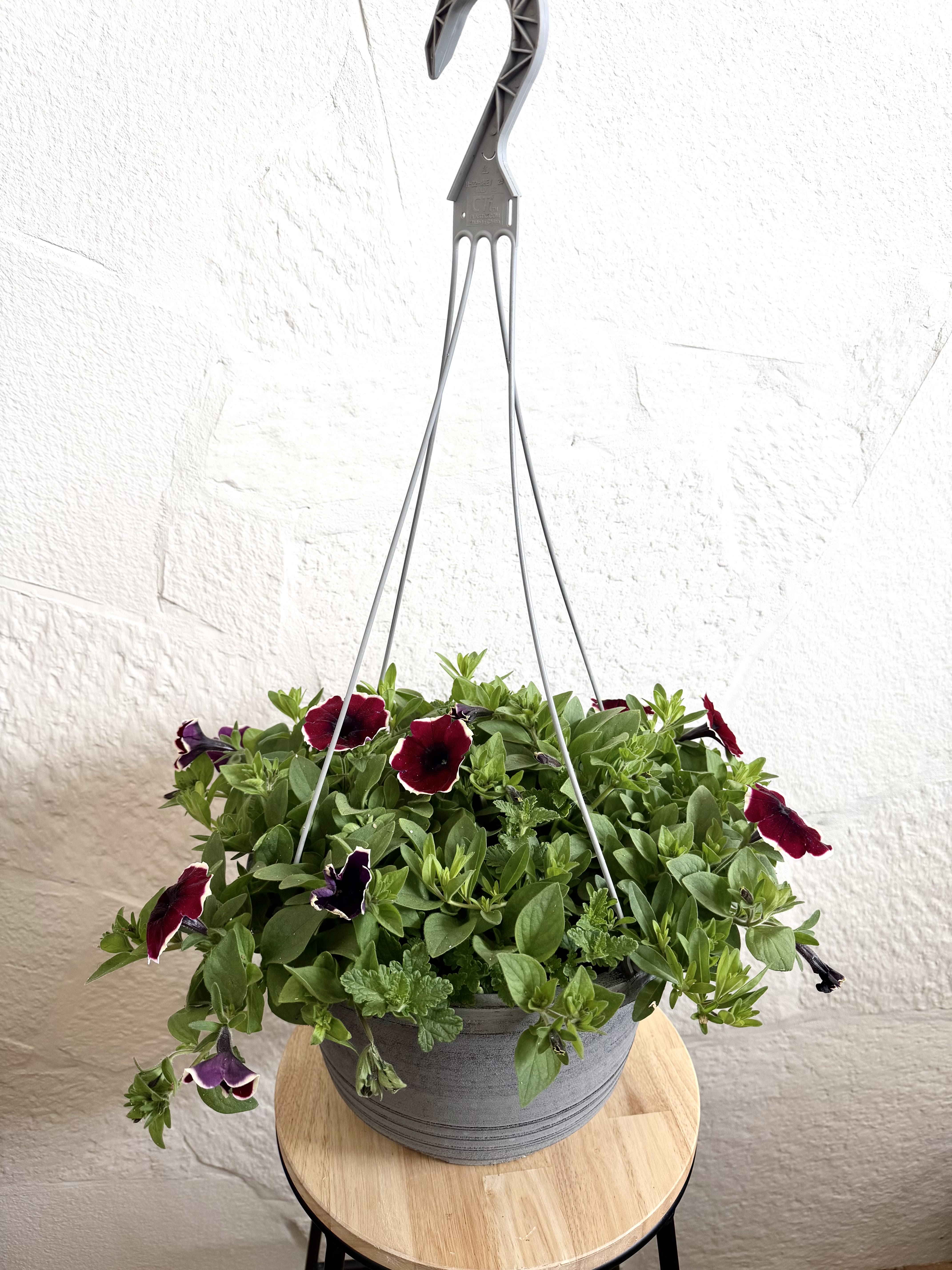 Burgundy 12" Hanging Basket - Lush, trailing greenery spills over a 12" gray hanging planter to create a casual, garden-like display that feels both lived-in and lovingly tended. This hanging basket is perfect as a summer or spring gift, a Mother's Day surprise, or a "just because" pick-me-up for someone who loves easy-care, vibrant plants. The purple and deep red trumpet-shaped blooms peek from the foliage, so the recipient will feel like they've received a little window garden that brightens any porch, patio, or sunny indoor corner.  The composition reads as a planted piece rather than a cut arrangement: dense green foliage forms a soft mound that cascades over the gray metal pot and metal hanger, with scattered purple and burgundy-red blooms adding pops of color and depth. The basket measures 12" across and arrives ready to hang-pictured with a wooden stool for scale-so it fits neatly in small outdoor spaces or entryways. Its lively textures and rich hues make it a welcoming housewarming gift or a cheerful way to mark springtime and summer moments.  Care is straightforward: hang where it receives bright, indirect light or morning sun and water when the top inch of soil feels dry to the touch, allowing good drainage in the metal planter. Because it's planted in a durable hanging container, it's a lasting present that keeps giving-ideal for someone who should feel genuinely seen and celebrated every time they return home.