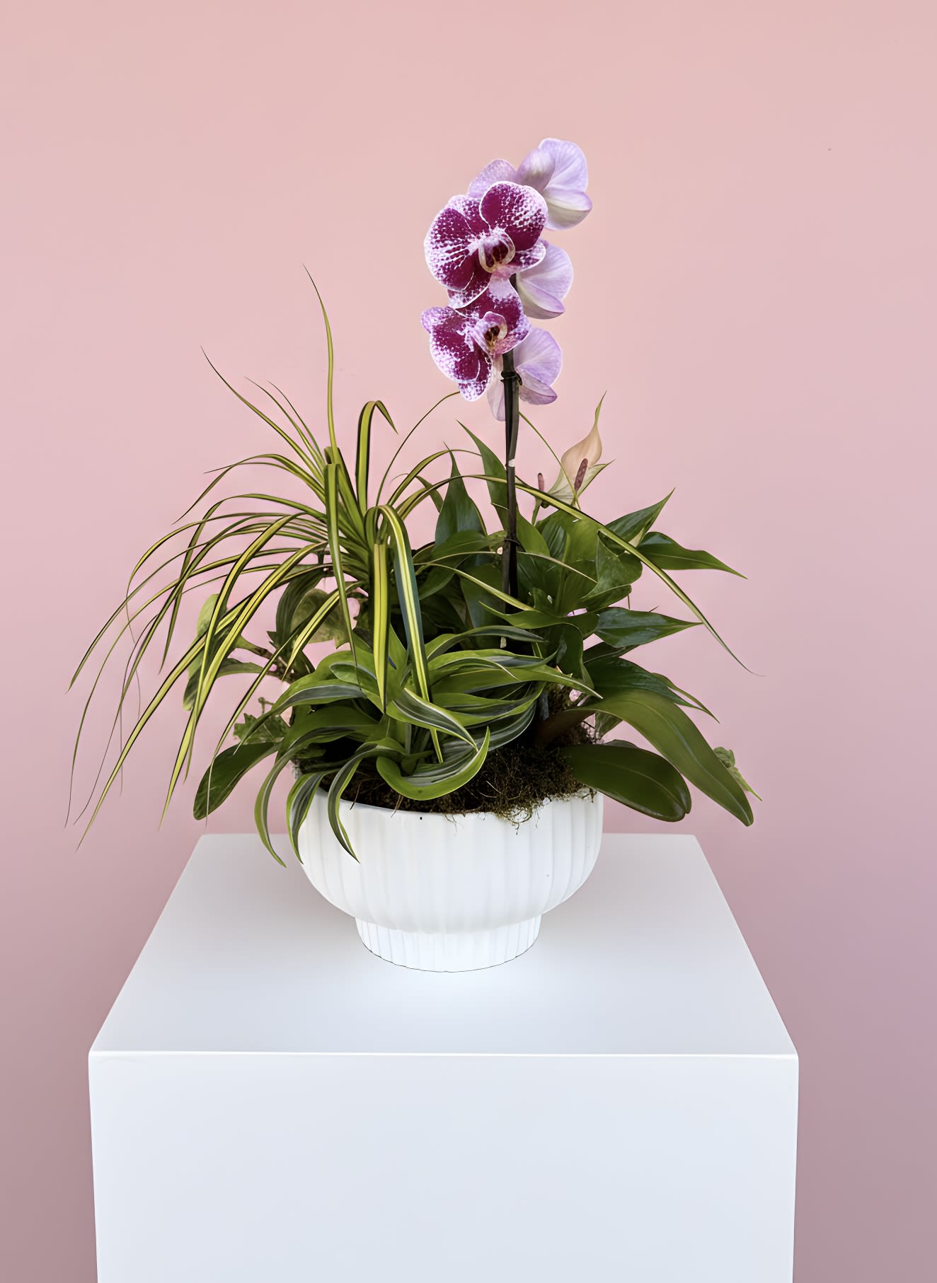 Mixed green houseplants with a pink and white orchid in a white bowl planter on a white pedestal.