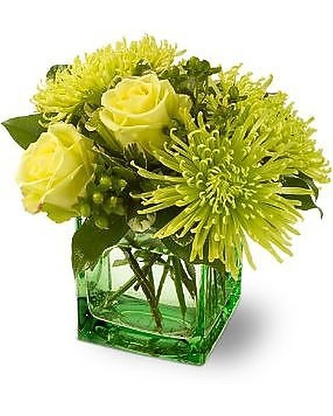 Green Light - A green light means, “Go!” and this all-green flower arrangement is ready to glow as a stunning addition to any home or workplace. A soothing mix of green roses, spider chrysanthemums and greenery is delivered in a green glass cube vase that can be used again and again. An excellent floral gift for any occasion.