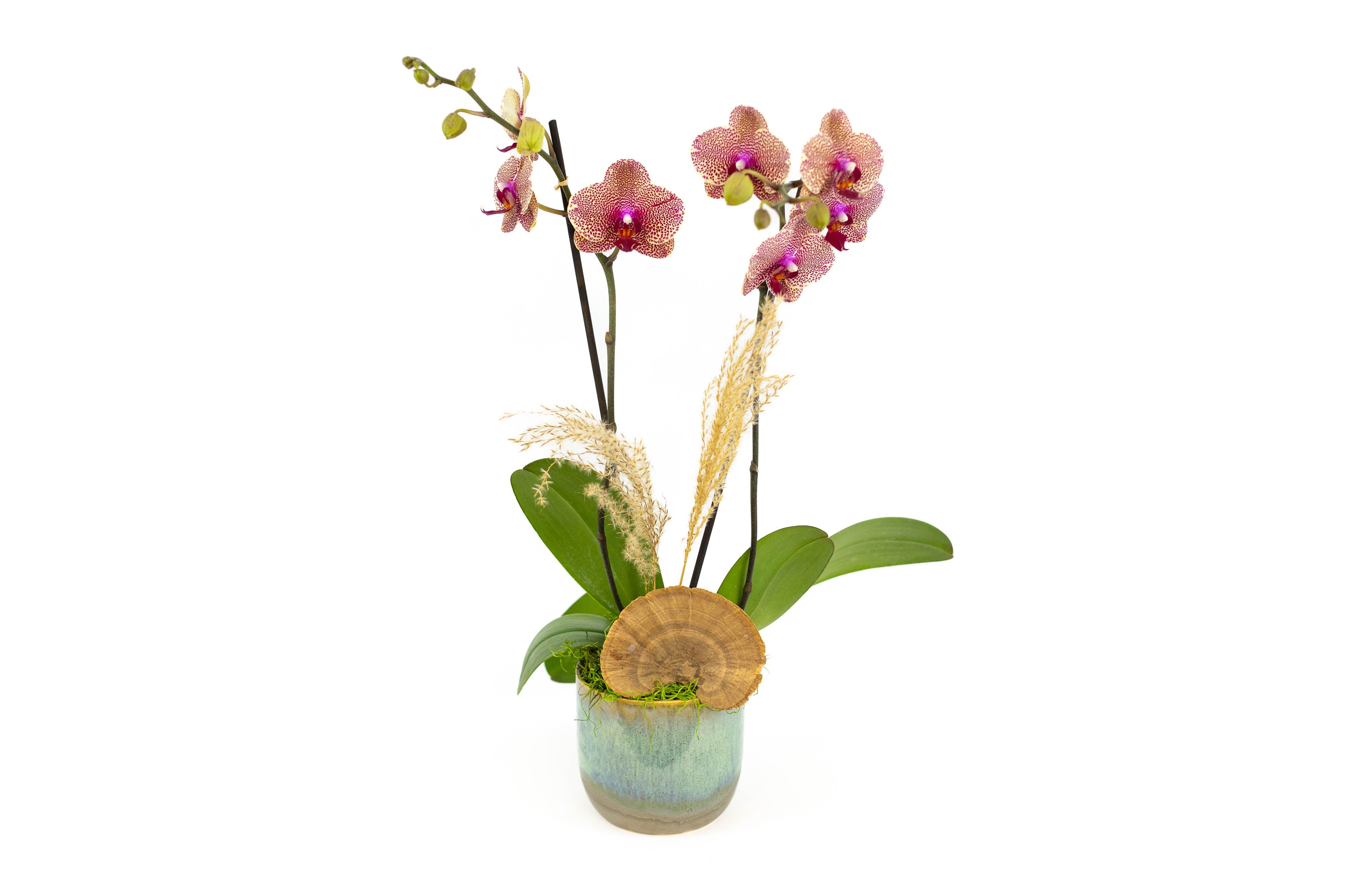 Royal Orchid - A unique variety of phalaenopsis orchid in orange and purple.  About Phalaenopsis Orchids  When their orchid flowers expire, trim the stem at an angle just above the node, below where the first flower bloomed. If the stem is looking yellow and withering, trim to the base of the plant. Cared for correctly, new flower spikes will begin to grow. This typically happens on an annual basis.  Orchid plants love a light, warm position and high humidity. Use the ‘green thumb’ method of watering, by checking whether the soil feels dry before giving more water.  Location: Year-round, light to partial shade. By day at 68-77°F (20-25°C). By night not under 61°F (16°C). Care: Keep moderately moist with soft water all year. Allow the soil to dry up a little but never to dry out completely between waterings and provide orchid food every 14 days. High humidity is an advantage. The roots need a lot of air, so use orchid mix to repot and avoid injuring the roots. Only use light pots as dark pots will heat up and damage the roots. Lowering night temperatures to 55-61°F (13-16°C) for three to four weeks in late fall or winter will improve flowering. Propagation: By adventitious plantlets that can be potted when they have grown strong little roots. Pests and diseases: Scale insects if kept too dry; root rot if roots are damaged. Uses: A beautiful orchid; good for beginners; excellent for hydroponics. Check our blog for more handy tips on how to care for indoor plants. 