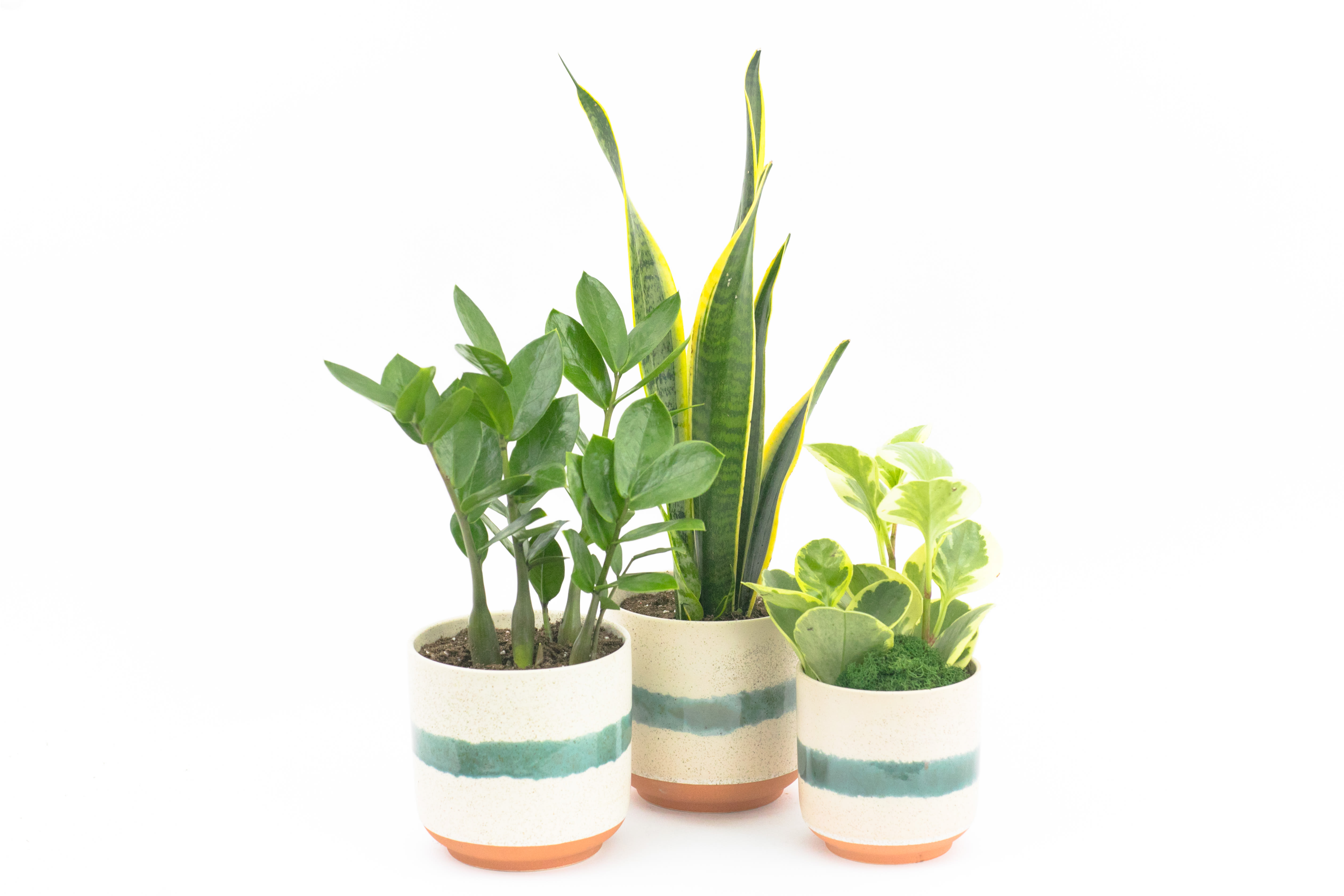 New Home Trio - TRIO OF LIFE PLANTS IN MATEO POTS Designer house plants. This set of three low maintenance plants make a wonderful housewarming gift. The Sansevieria, Zamioculcas and Peperomia are each planted in different sized, matching Mateo pots from Accent Décor. You don’t need to be a green thumb to keep these plants happy. Group them together or divide throughout the home. These beautiful pots are just as much a part of the gift as the plants. Why not add a greeting card or quality handmade candle for an extra special gift? Check our blog for more handy tips on how to care for indoor plants. About These Plants  Zamioculcas is a tropical perennial plant native to eastern Africa and boasts smooth, shiny dark green leaves. Common names include Zanzibar gem, ZZ plant and emerald palm.  The plant is considered drought tolerant and should be watered only when it is dry to avoid overwatering. They require a good drainage system and can live in moderate to indirect sunlight. Insufficient sunlight can be indicated by leaf lengthening. Sansevieria is one of the hardiest of all indoor plants. It has erect, dark green, lance-shaped leaves. Mature plants produce fragrant, pink or white blooms in spring. Place it in a brightly lit, warm location, and water it regularly, as soon as the soil becomes dry. Overwatering will cause root rot. Fertilize every 2 or 3 months. Peperomias come in a variety of leaf forms and colors. They are easy-to-grow, small plants ideally suited to windowsills and plant shelves. Under good conditions, they produce curious creamy white blooms the shape of mouse tails. Light: Place Peperomias in a bright, indirectly lit south, east, or west window Water: Let the plant dry slightly before watering, then water thoroughly and discard drainage. Humidity: Requires moist air. Use a humidifier for best results. Temperatures: 55° to 60° F at night, 70° to 75° F during the day. Fertilization: Fertilize lightly throughout the growing season. Propagation: Divide or grow from stem cuttings.  Repotting: Repot as needed. Problems: Will get spindly and weak if light is too low.  New Home Trio features: 1 Zamioculcas plant  1 Sansevieria plant  1 Peperomia Jade plant 3 different sized Mateo pots from Accent Decor  FAQ Q: What time will my plants arrive and what if no-one is there to accept them? A: Excellent question! We’re unable to provide or guarantee specific delivery times. All our plants are delivered anytime between 9-5pm, with exception to Sympathy designs for a funeral service. For full details around our delivery process and timings, please see our Terms and Conditions. Q: What days do you deliver plants? A: All our plants are available for San Francisco and Daly City delivery seven days a week, between 9am-5pm. Q: May I order for the same day delivery? A: Yes, same day deliveries are available if you place an order before 1pm. Q: May I request to change the design a bit? A: Yes, please make a note in the SPECIAL INSTRUCTION box when you place your online order. We will do our best to follow them. Q: Will my plant look exactly as what is pictured? A: Depending on seasonality, plant color shades and sizes may vary. Ready to bring beauty into someone’s world with our beautiful live plant delivery? Order this gift online now or give us a call on (415) 752-2060 if you have a question or special request.  