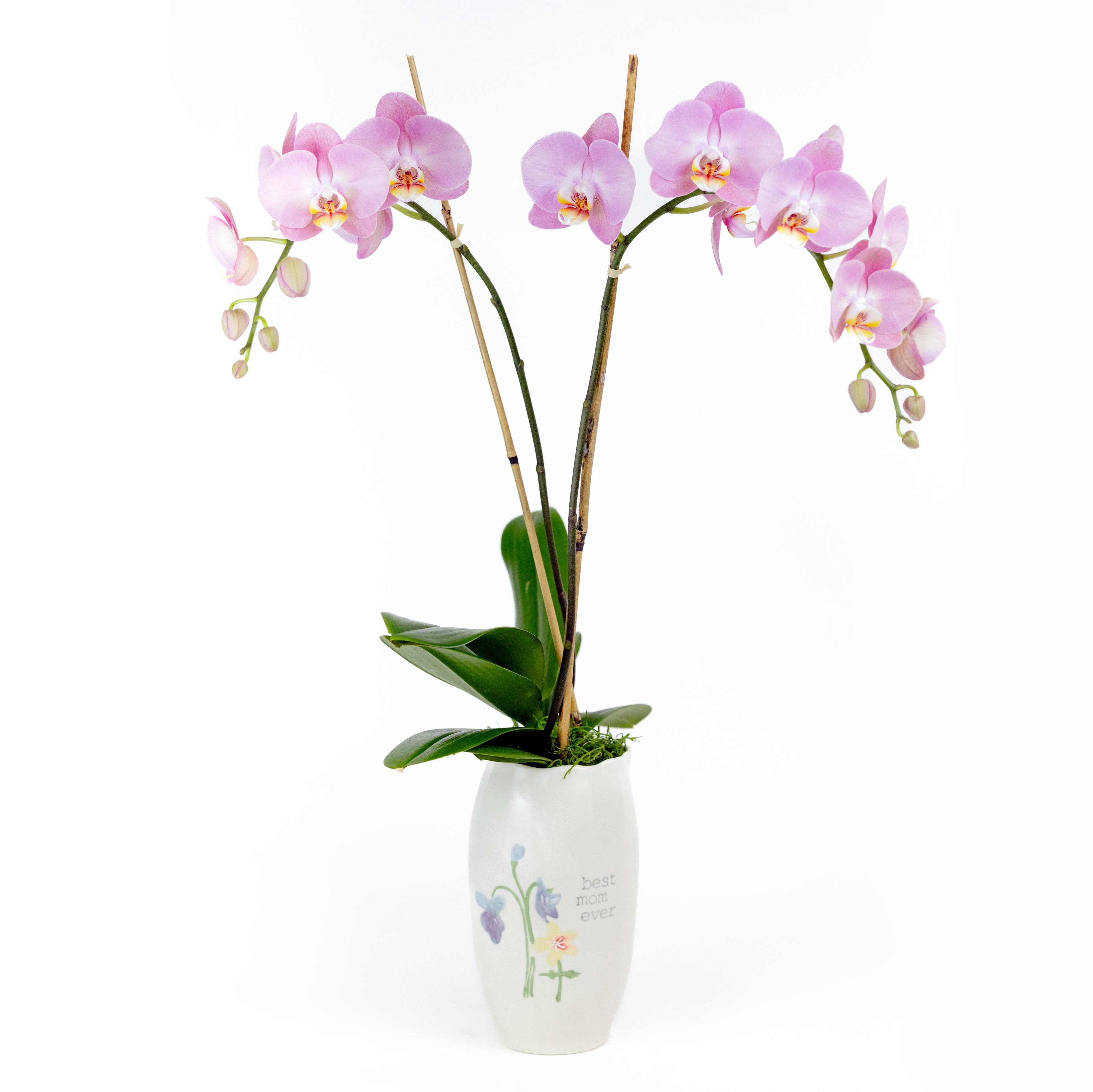 Best Mom Ever Orchid - Beautiful purple orchid planted in the perfect container to let your mom know how special she is!