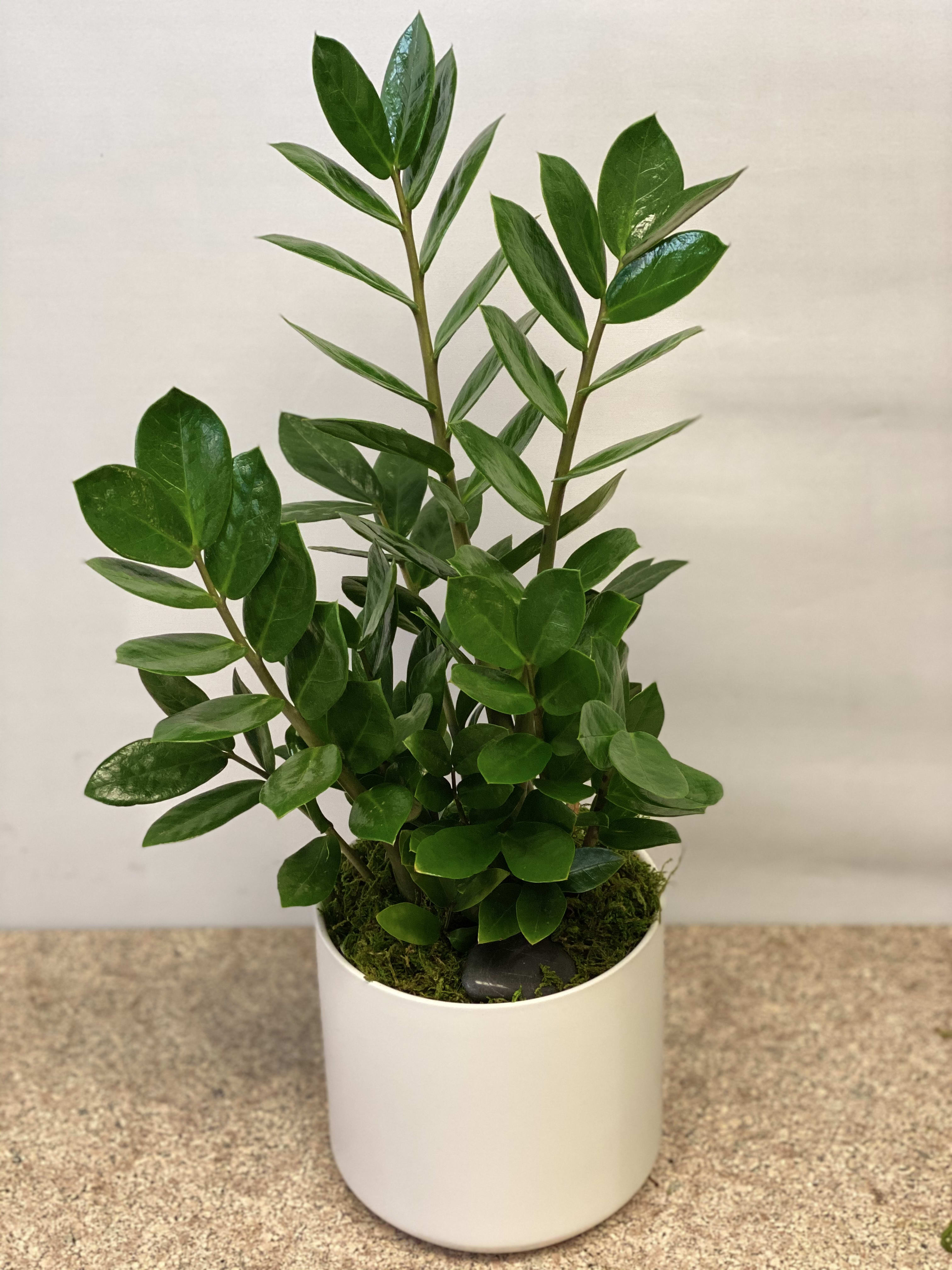 Potted green plant in a white ceramic container