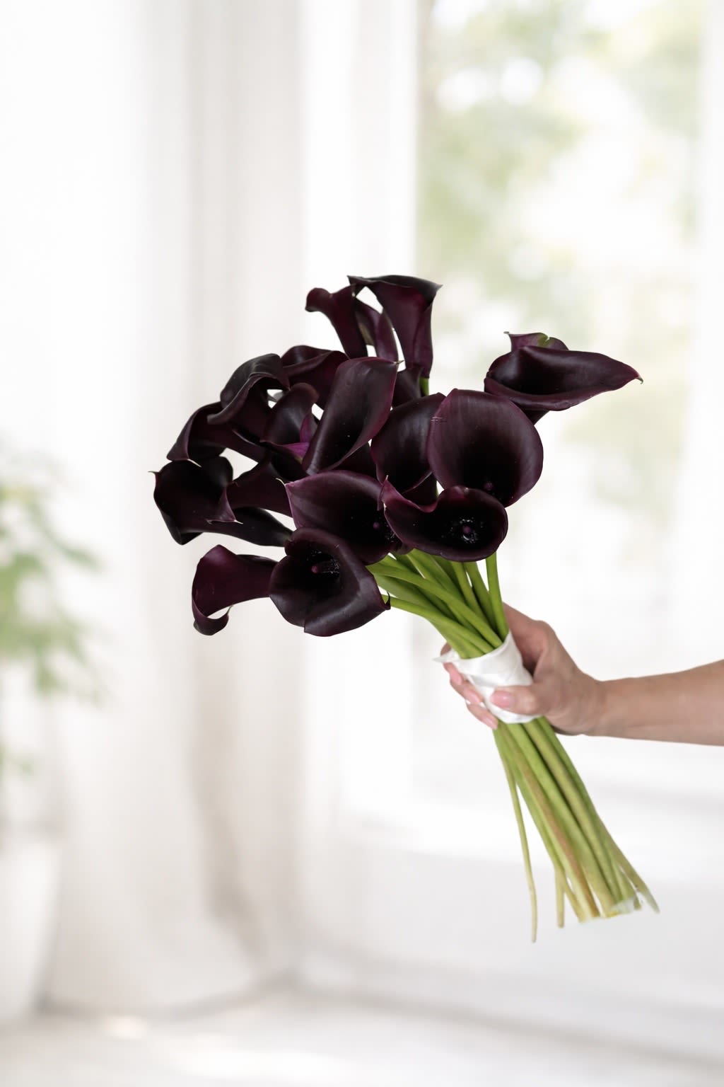 Midnight Calla Bouquet - Midnight Calla Bouquet (20 Stems) A striking and modern bouquet featuring 20 premium dark purple calla lilies, thoughtfully gathered and hand-tied with a luxurious satin ribbon. Designed without traditional wrapping, this bouquet highlights the natural elegance and sculptural beauty of each stem, creating a clean, refined, and editorial look.  Perfect for sophisticated gifting, special celebrations, or making a bold, elegant statement.  Wrapping paper is available upon request, please add your preference in the notes at checkout.