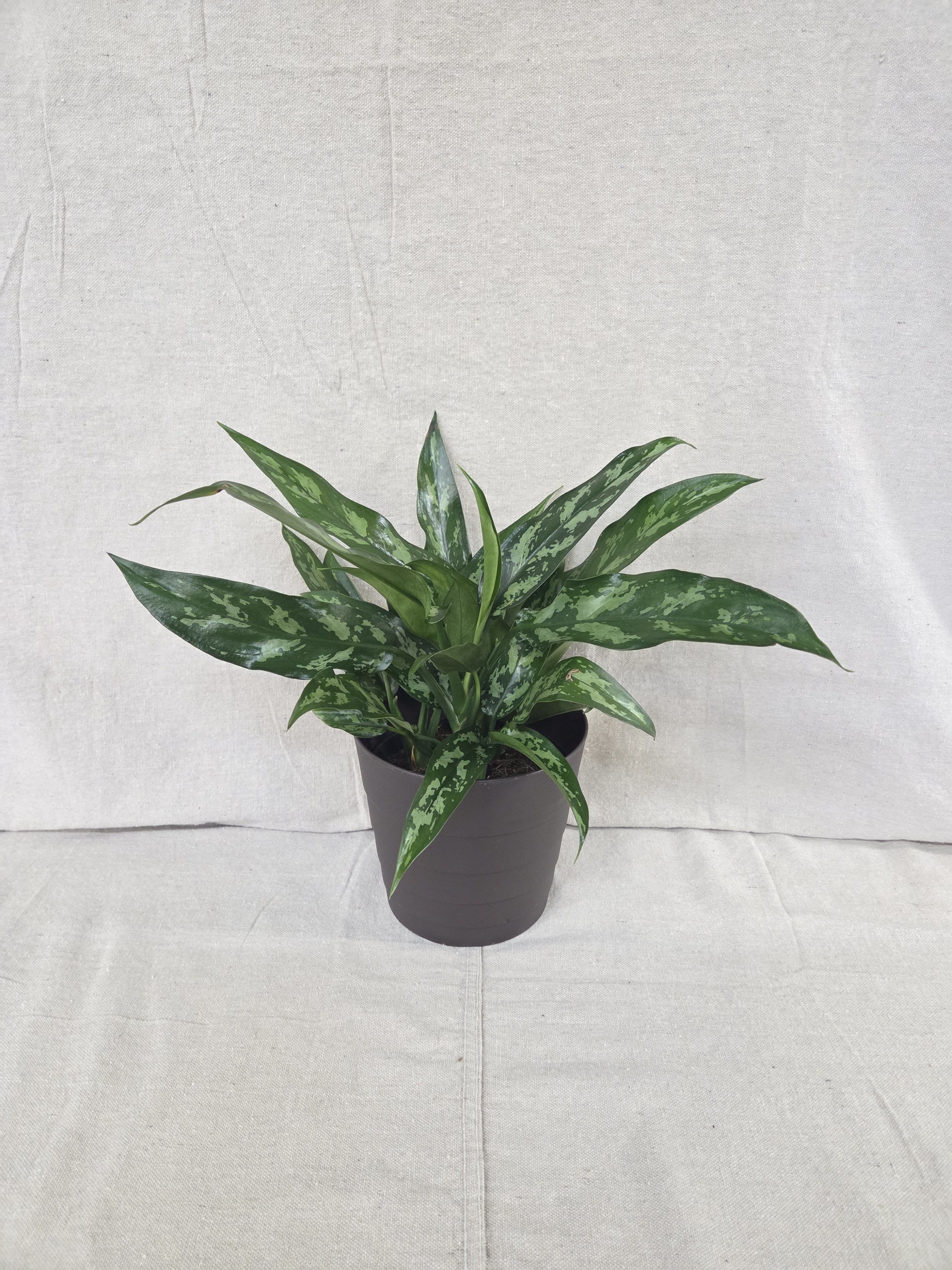 Chinese Evergreen Plant - This hearty green plant is a perfect gift for home or office! Durable and long-living, it thrives in low light, making it an ideal plant for the indoors or for an office setting. 