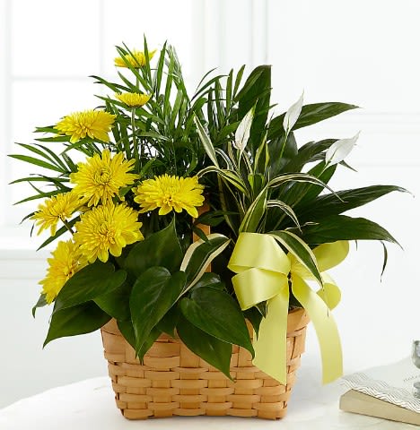 Loving Light Dishgarden - The Loving Light Dishgarden is a ray of hope and a beautiful symbol of eternal life offered through our finest collection of plants. A palm plant, peace lily plant, dracaena plant and philodendron plant create an exquisite look when brought together in a 7-inch natural woodchip basket and accented with stems of bright yellow chrysanthemums. Adorned with a yellow satin ribbon, this gorgeous dishgarden will bring comfort and extend sympathy throughout the months ahead.