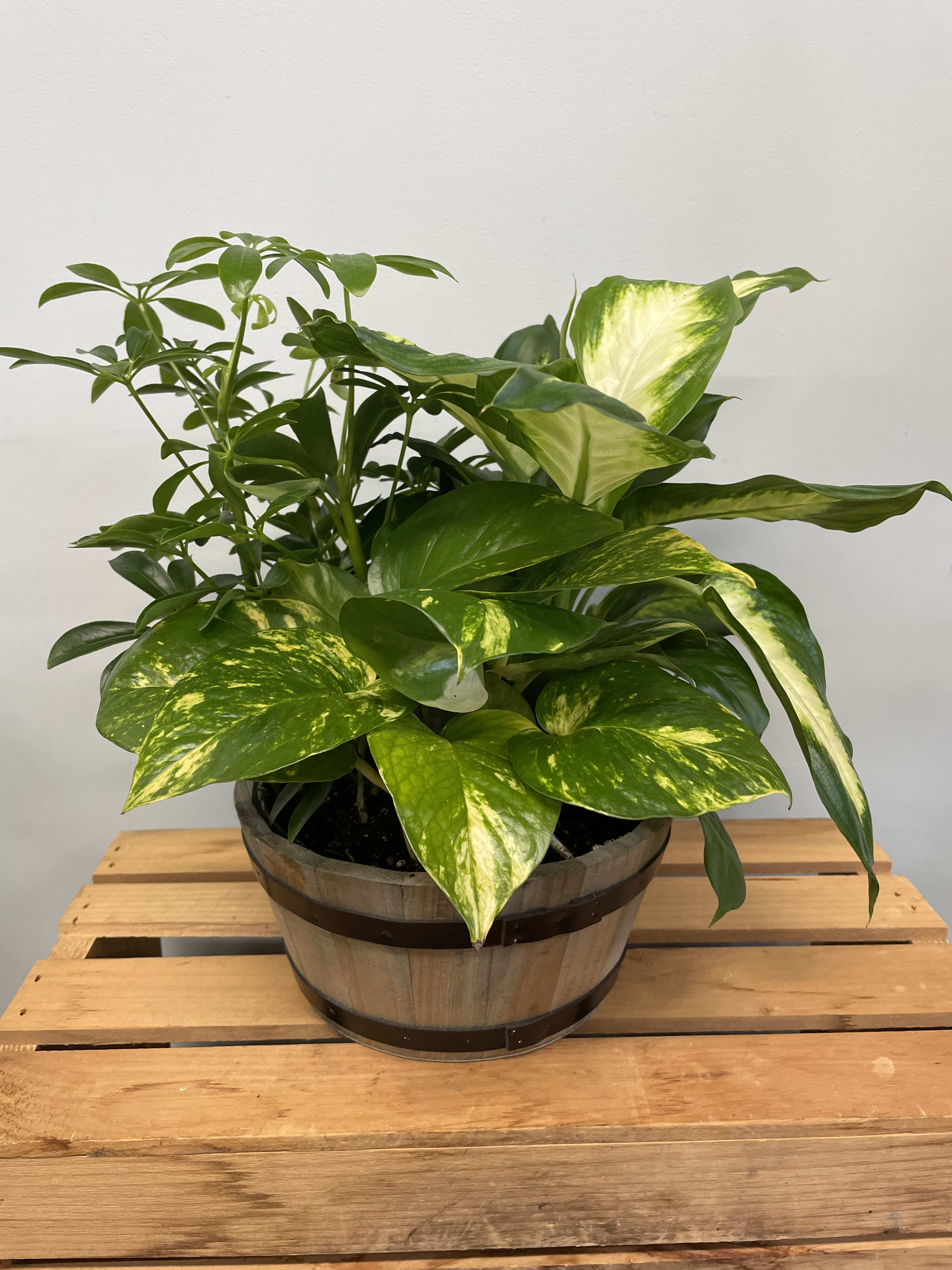 Potted green houseplant with variegated leaves in a wooden barrel planter