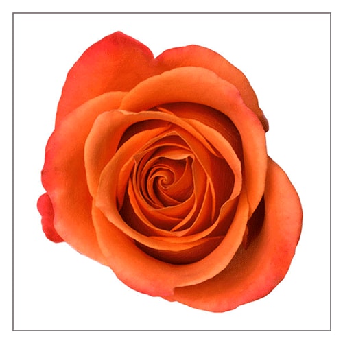 Close-up of a single orange rose bloom against a white background.