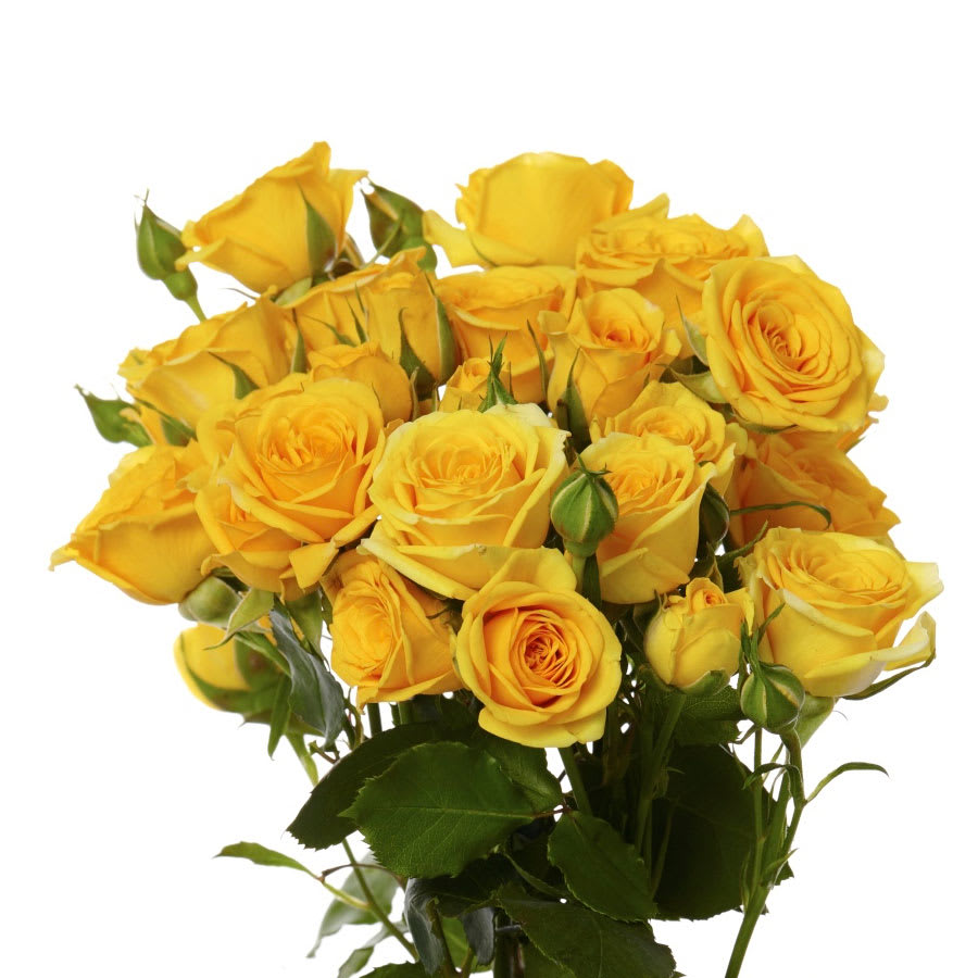 Bunch of bright yellow roses with several open blooms and buds