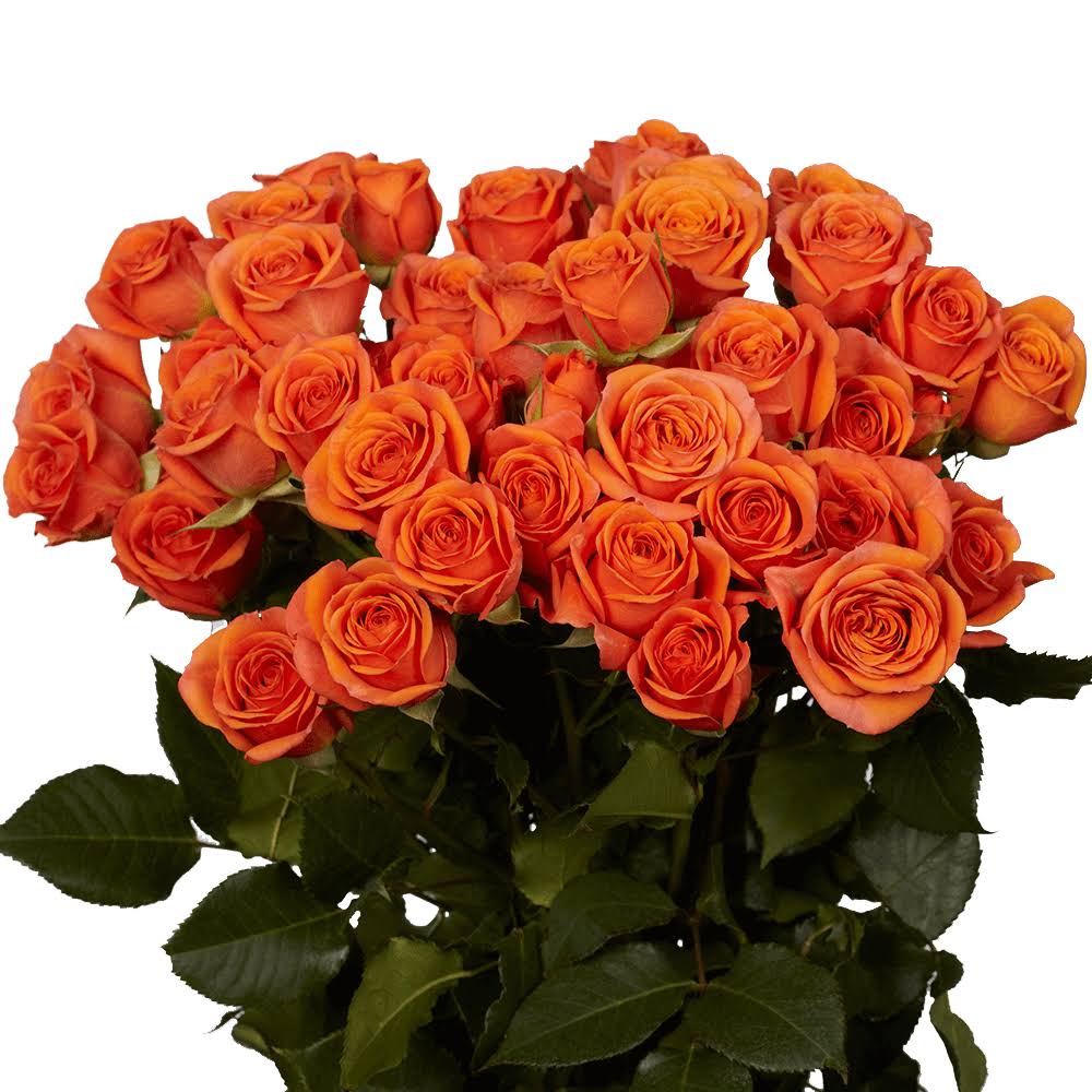 Cluster of long-stemmed orange roses with many open blooms against a white background