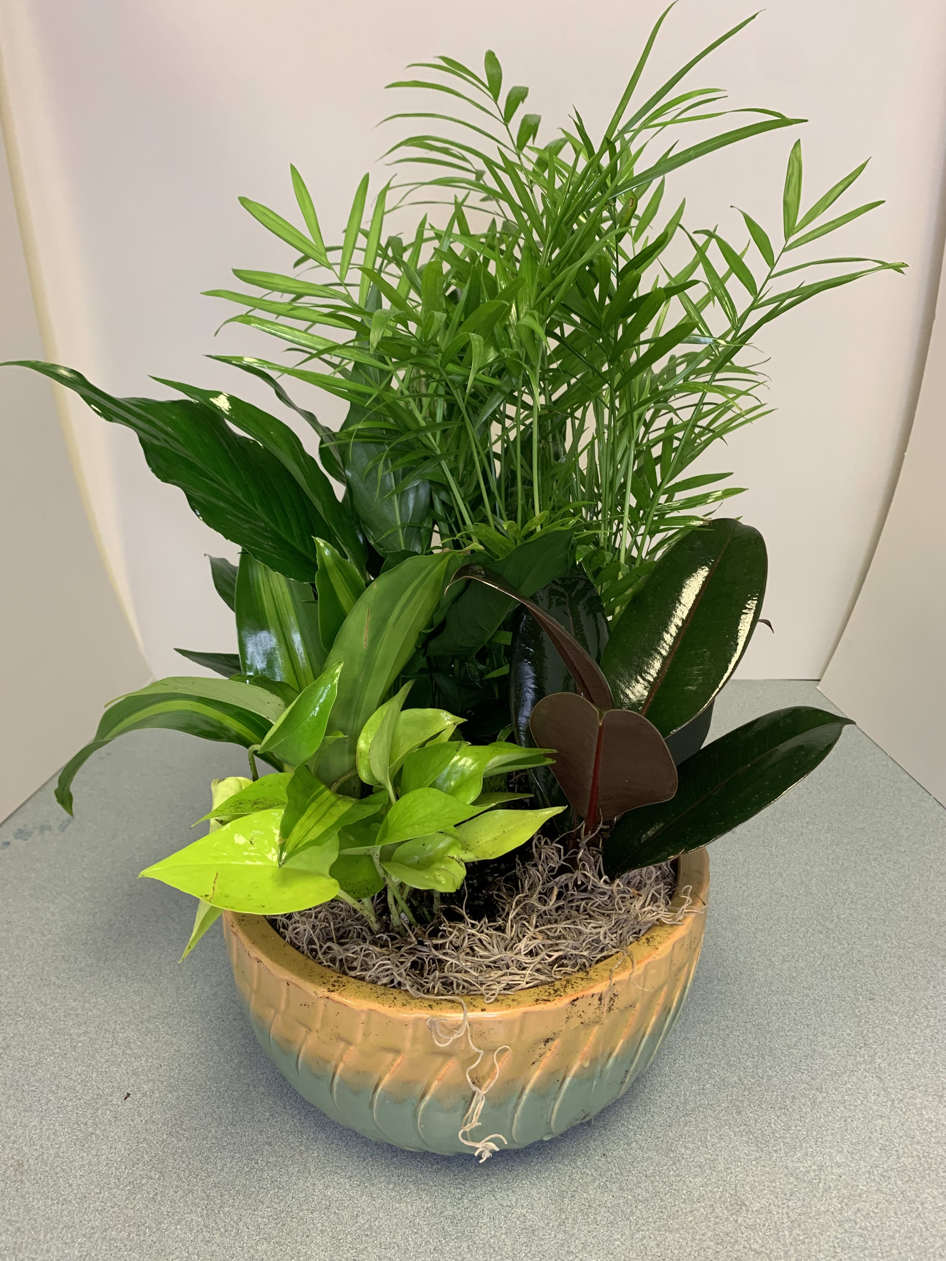 Potted tropical foliage arrangement in a ceramic bowl