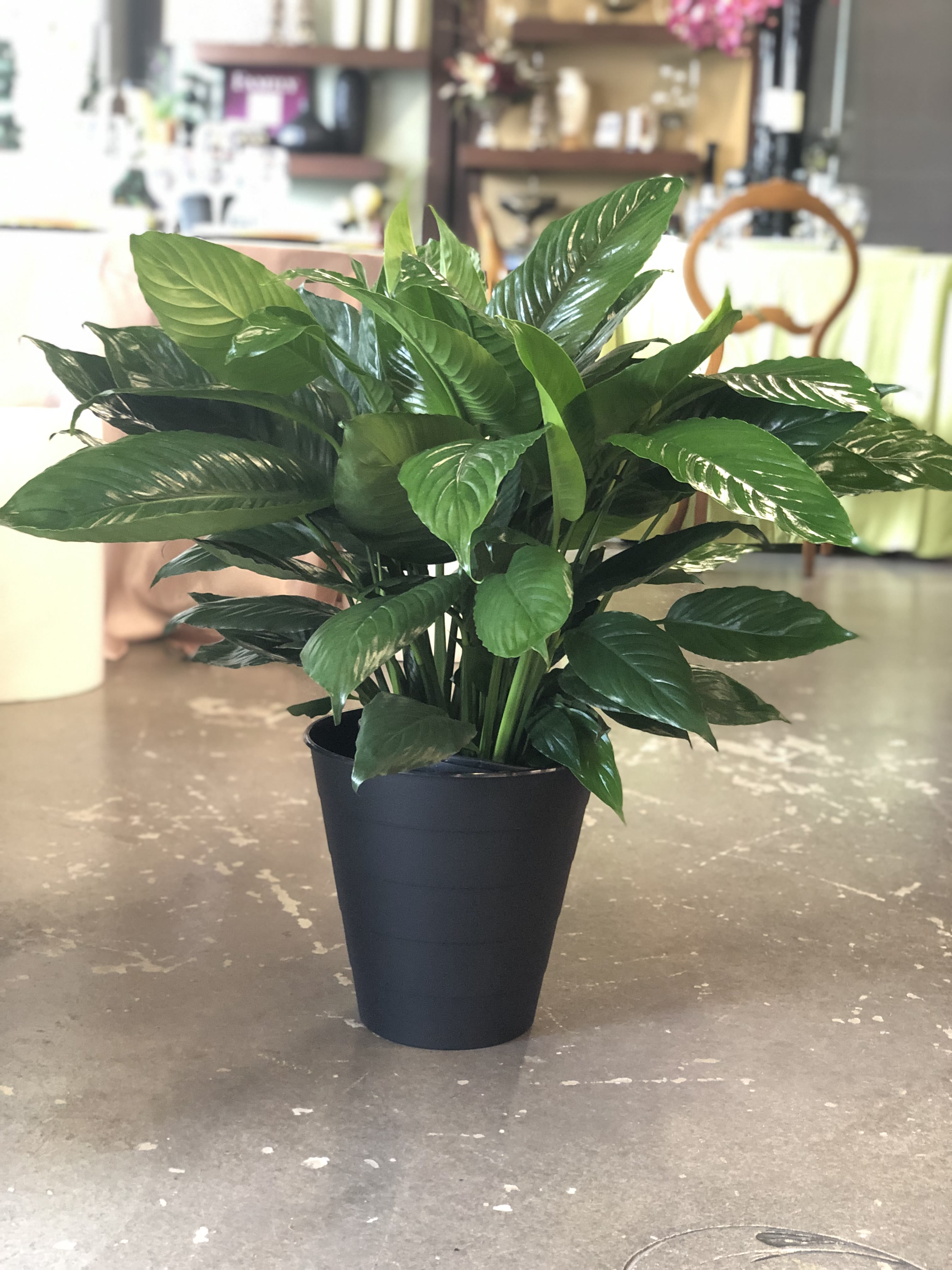 PEACE LILY PLANT - A lush peace lily plant that brings calm and fresh greenery to any space-ideal as a sympathy plant, housewarming gift, or a tasteful everyday décor piece. The upright silhouette of glossy green leaves and sculptural white spathes reads both elegant and reassuring, while the addition of deep red roses in some versions adds a romantic, celebratory note for anniversaries or birthdays.  Choose from a modern matte black plastic pot finished with a red satin ribbon and gift card for a striking, gift-ready presentation, or a clean white ceramic pot for a minimalist look that suits offices and bedside tables. The plant's dense, layered foliage and pale spadices create a strong visual presence without fuss; dimensions and exact flower counts vary by size. Easy-care and long-lasting, it's the kind of living gift that helps the person you're thinking of feel seen, comforted, or celebrated-perfect when you want a graceful, meaningful gesture.