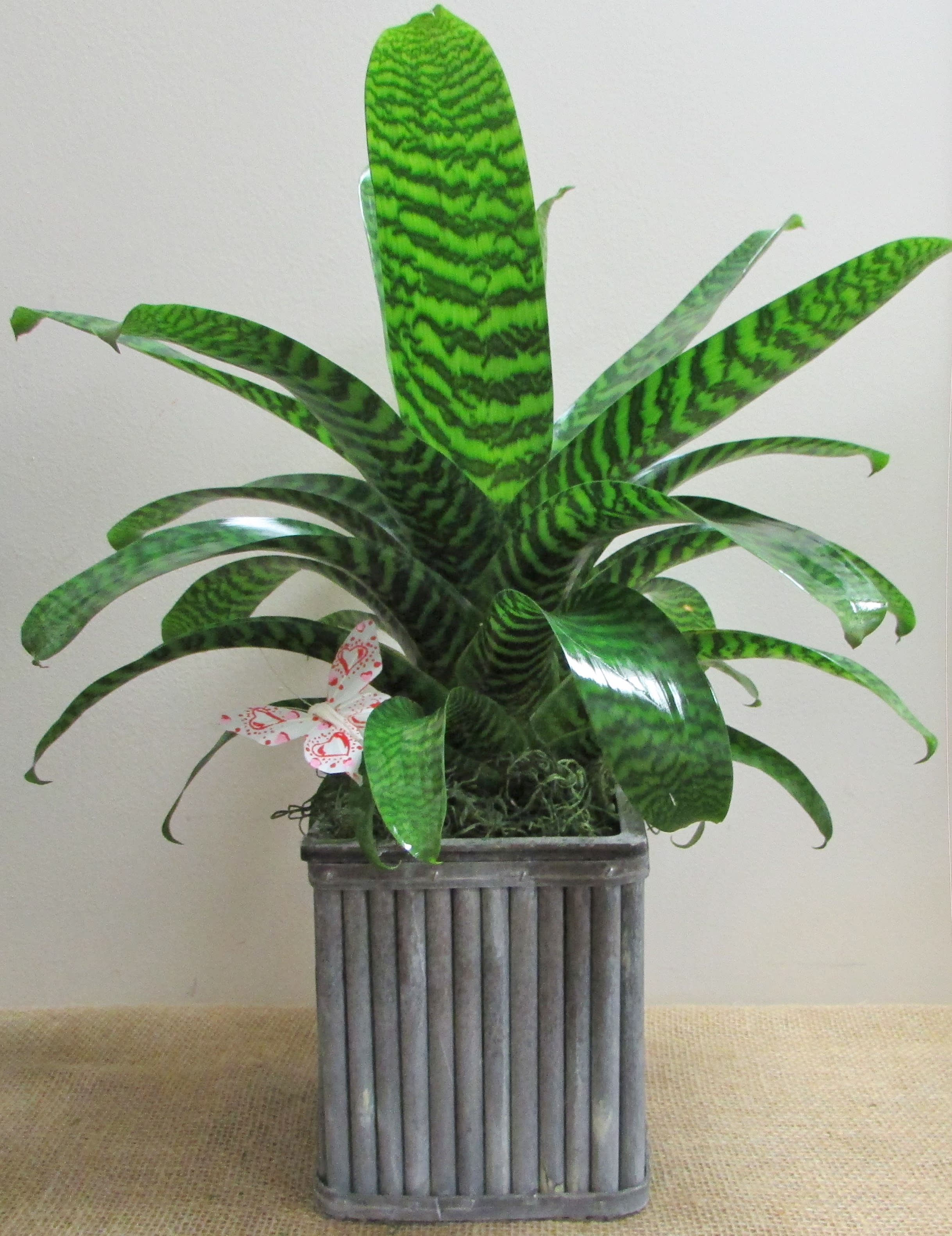 Tropical Bromeliad Plant - A gorgeous tropical bromeliad plant in a wood vase