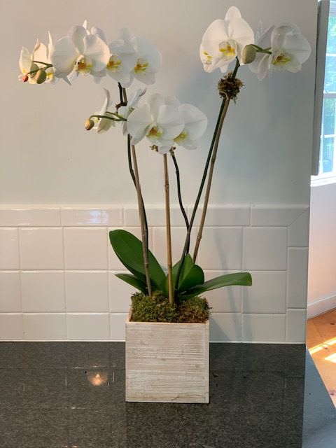 White orchid plant in a square planter