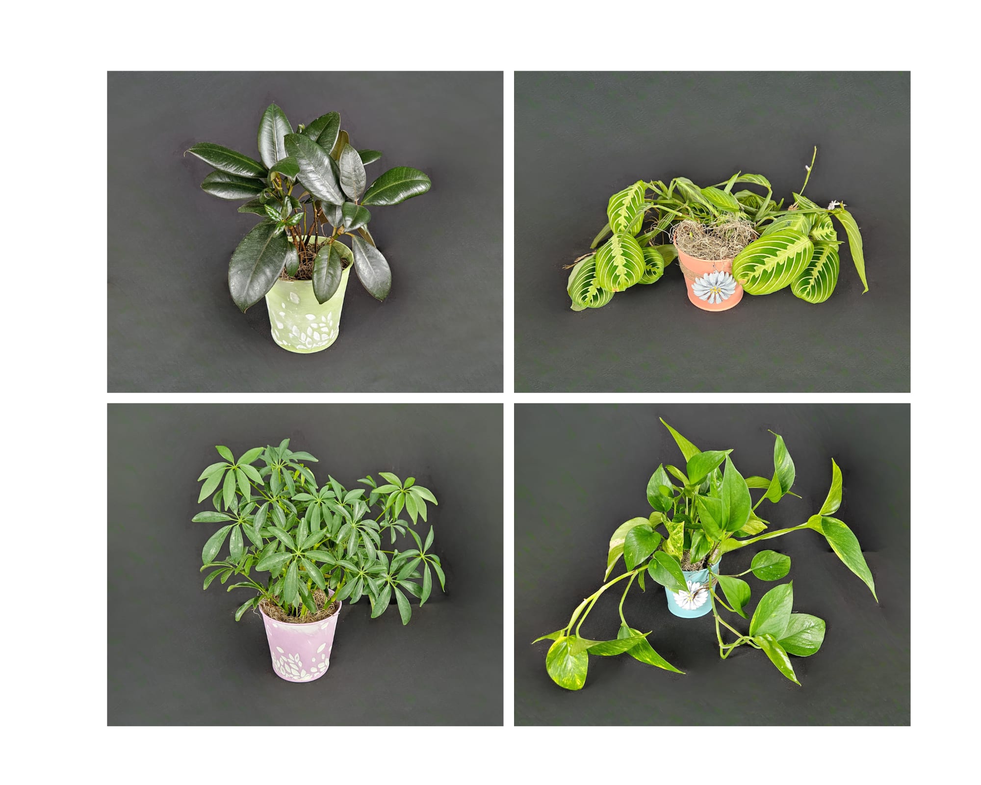 Admin Professionals' Week Plant Special - Beautiful greenhouse plant in a 4" pot. Great for desks. Top Left- Rubber Plant, Bottom Left- Schefflera, Top Right- Prayer Plant, Bottom Right- Pothos. Please specify if you would like a specific plant.