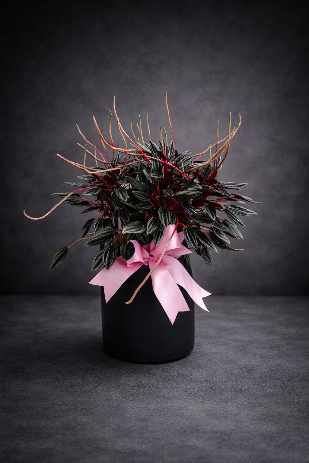 plant - stunning plant in a ceramic planter. just we have one