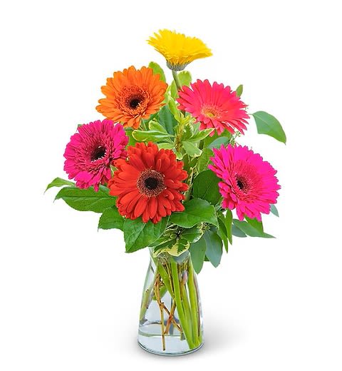 Colorful gerbera daisies in a clear glass vase
