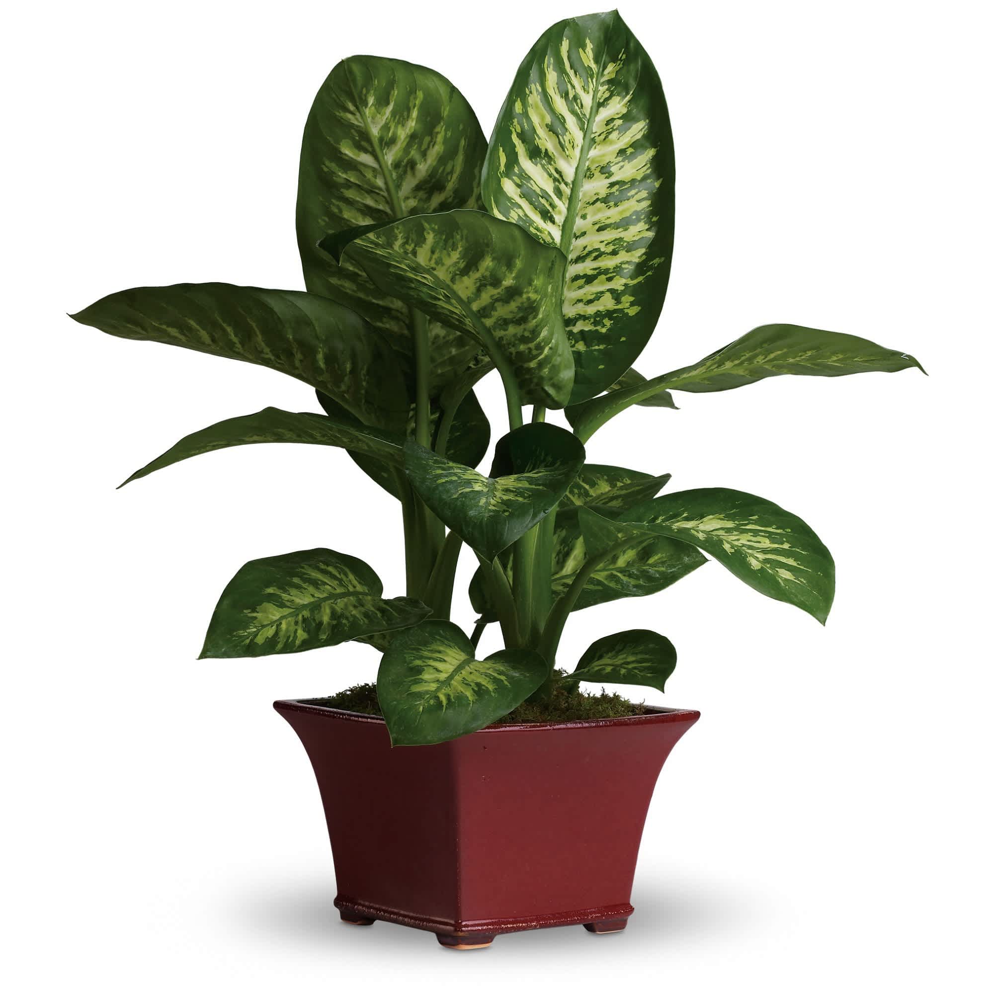 Potted green houseplant with variegated leaves in a red ceramic planter