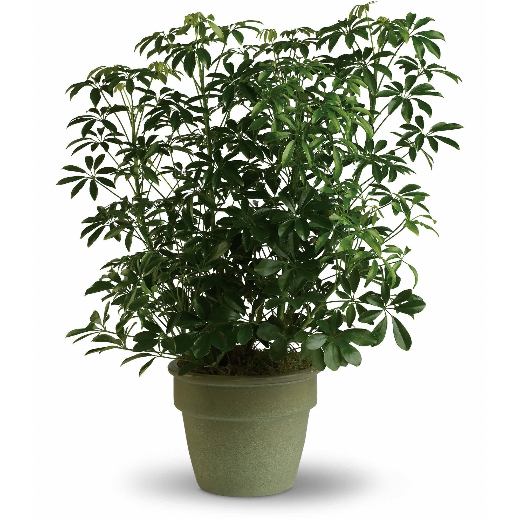 Tall green potted houseplant with glossy clustered leaves in a simple green pot