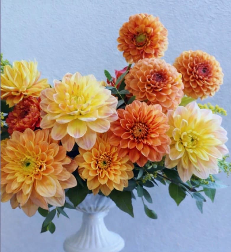 House of Dahlia - An all-dahlia composition designed with depth, warmth, and quiet intention. Layered in tones of golden apricot, honey, and soft amber, each bloom is placed to highlight the natural structure and movement of the dahlia itself.  Rich in texture yet thoughtfully restrained, Dahlia Reverie feels both sculptural and immersive—an elevated study in a single flower, designed to leave a lasting impression.  Note: Dahlia varieties may vary with the season, though the overall palette and composition will remain true to the design. 