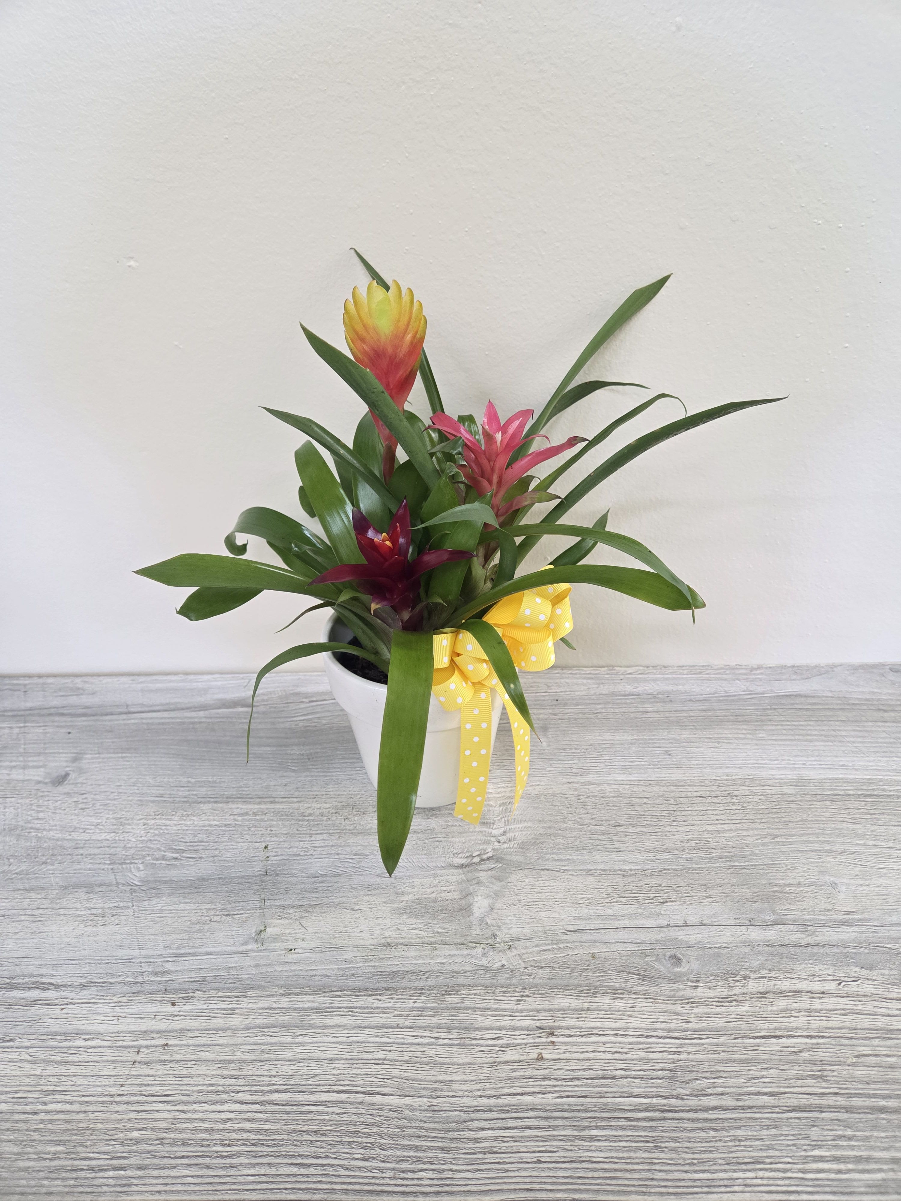 Mini Bromeliad Plant Garden - Mini Bromeliad Garden in ceramic planter.  (Colors may vary)