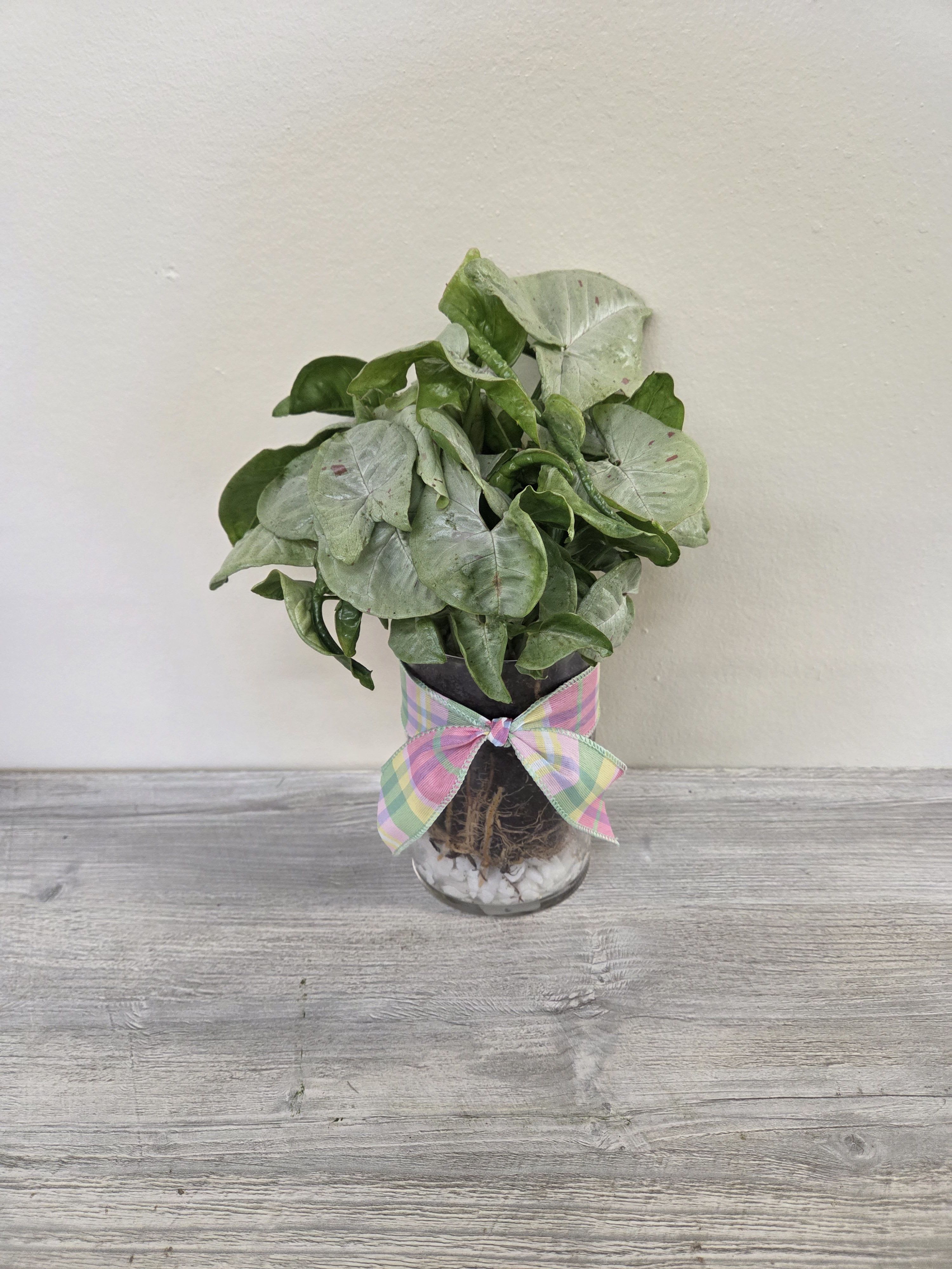 'Rooted in Nature' Arrowhead Plant - Arrowhead plant planted in a clear glass vase with visible roots and bow accent.