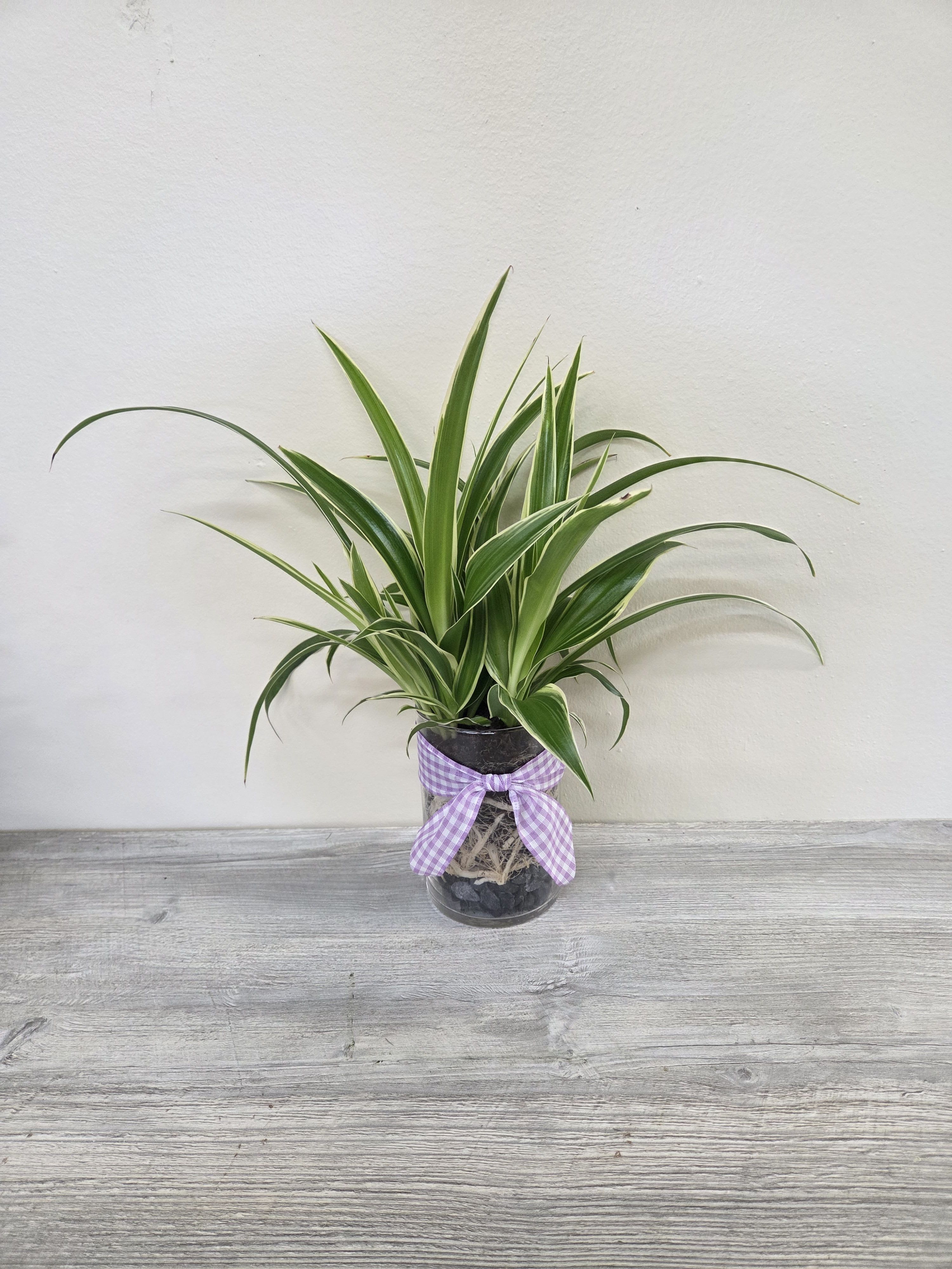 'Rooted in Nature' Spider Plant - Spider plant planted in a clear glass vase with visible roots, bow accent.