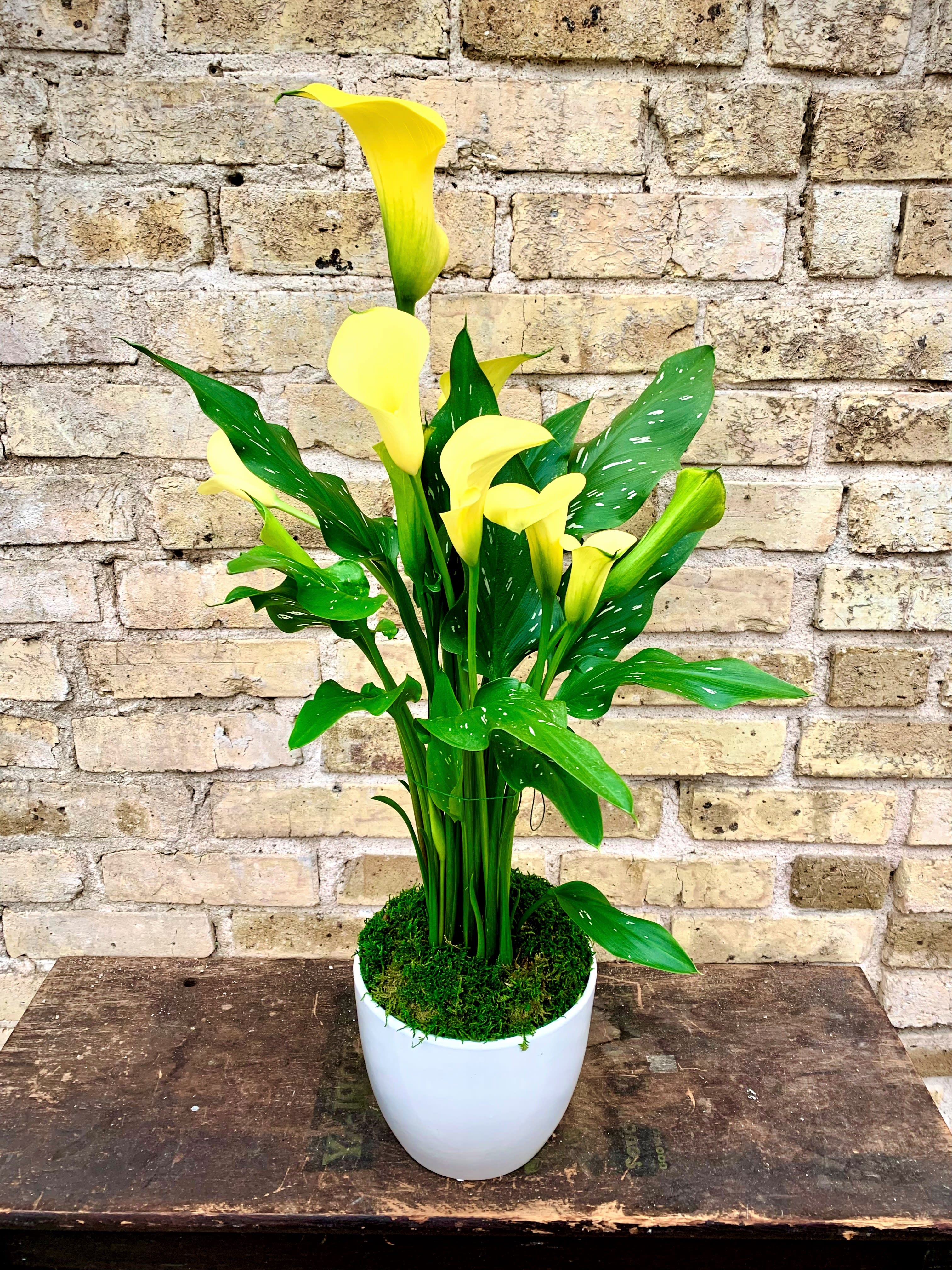 Lovely Calla Too - A Beautiful Calla Lily Plant Set Into a White Ceramic Container. Color of Calla Lily May Vary Depending  on Availability.