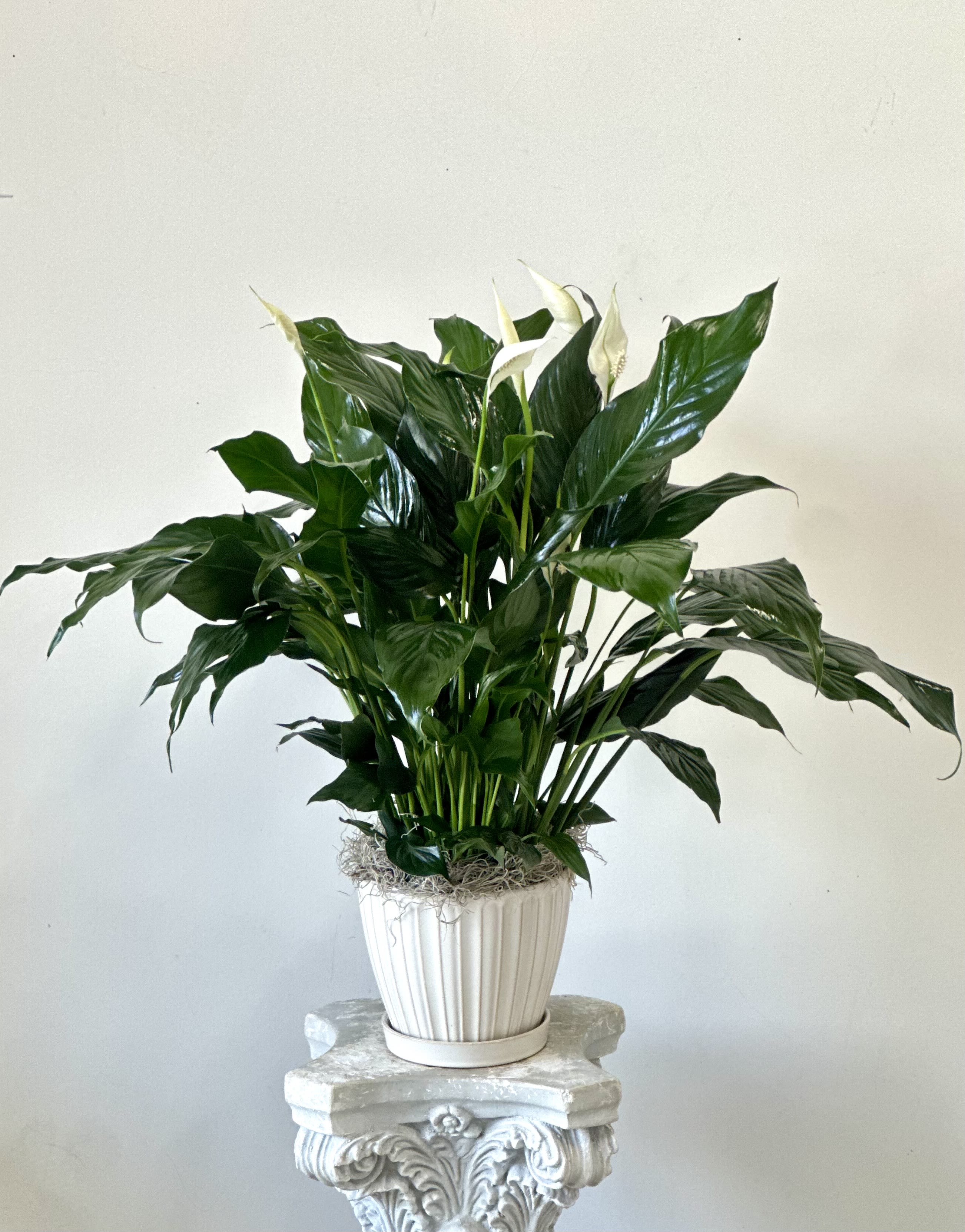 Potted peace lily with white blooms in a white ribbed planter
