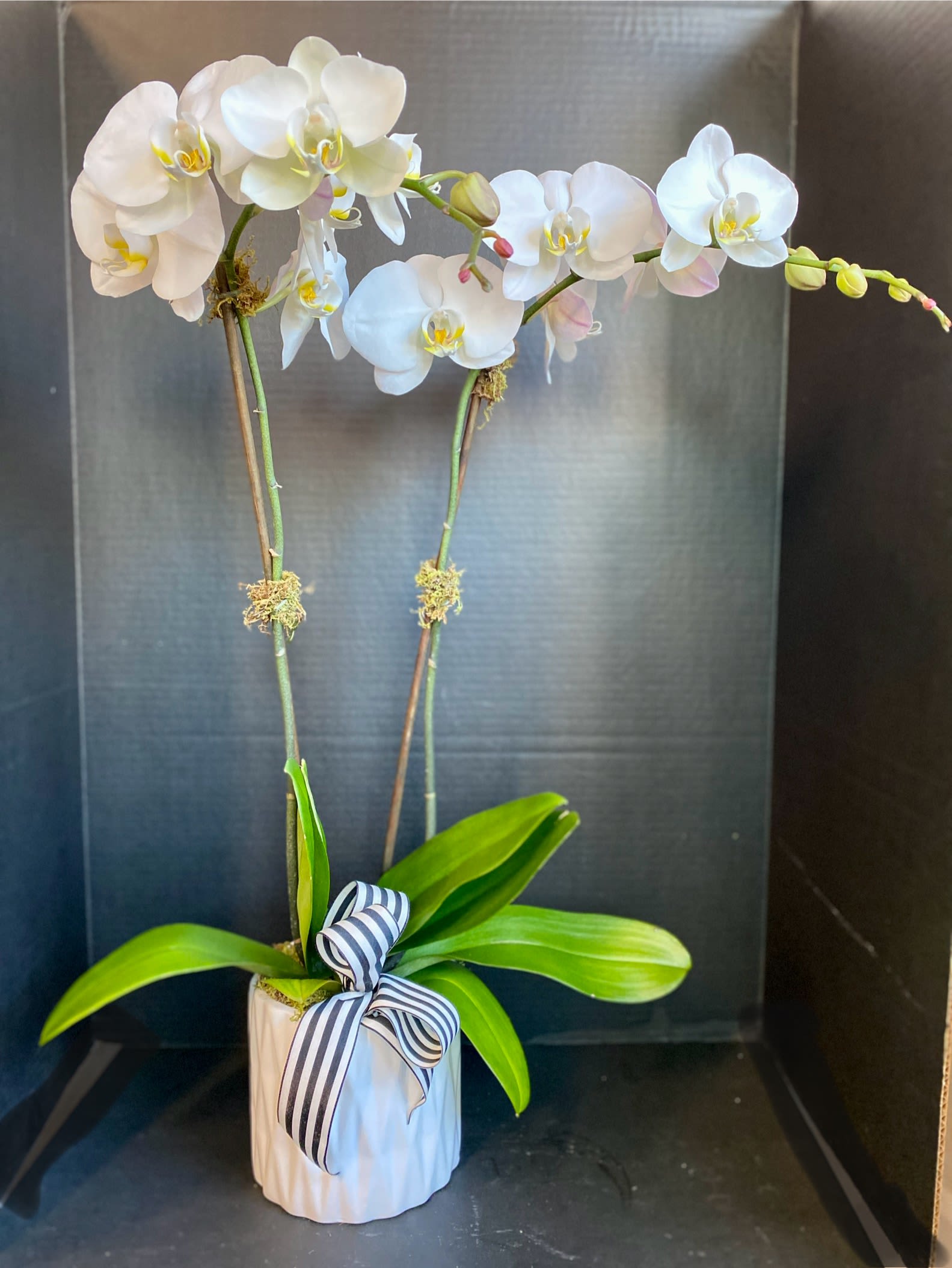 White orchid plant in a white pot with a striped ribbon