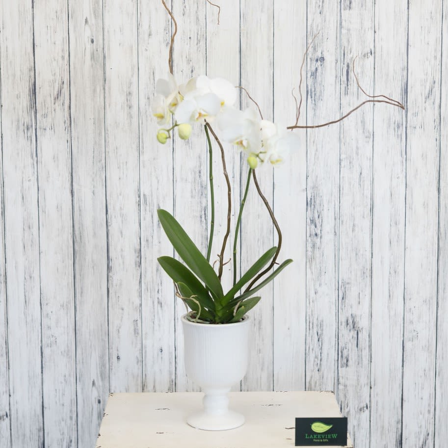 Posh - A classy phalenopsis orchid plant is presented in a modern white ceramic container.  A simply elegant gift.  Our designers will choose the best quality on your delivery day!  Approximate Dimensions: 11" W x 20" H