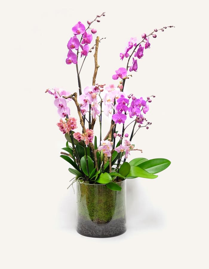 A Beautifully Pink Array) Orchids - Multiple orchids expertly composed into a beautifully pink array.Unique low-height orchids come in a variety of colors, making them perfect for all occasions. These are great gifts for colleagues and business partners. They are also perfect for romantic occasions such as anniversaries and birthdays. Plus, they're versatile enough to be used as a home decor even in small places.