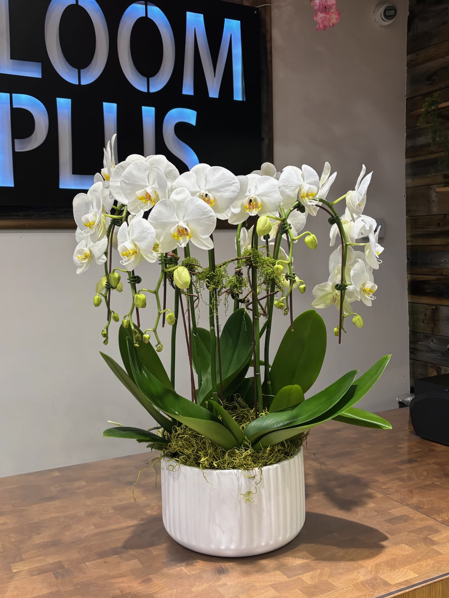 BP37 - Double White Orchid Large - A sleek white orchid in a minimalist white pot, ideal for housewarming or corporate gifts, adding elegance to any space.