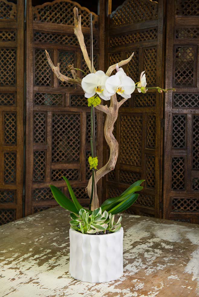 White orchid arrangement in a white pot with driftwood accents