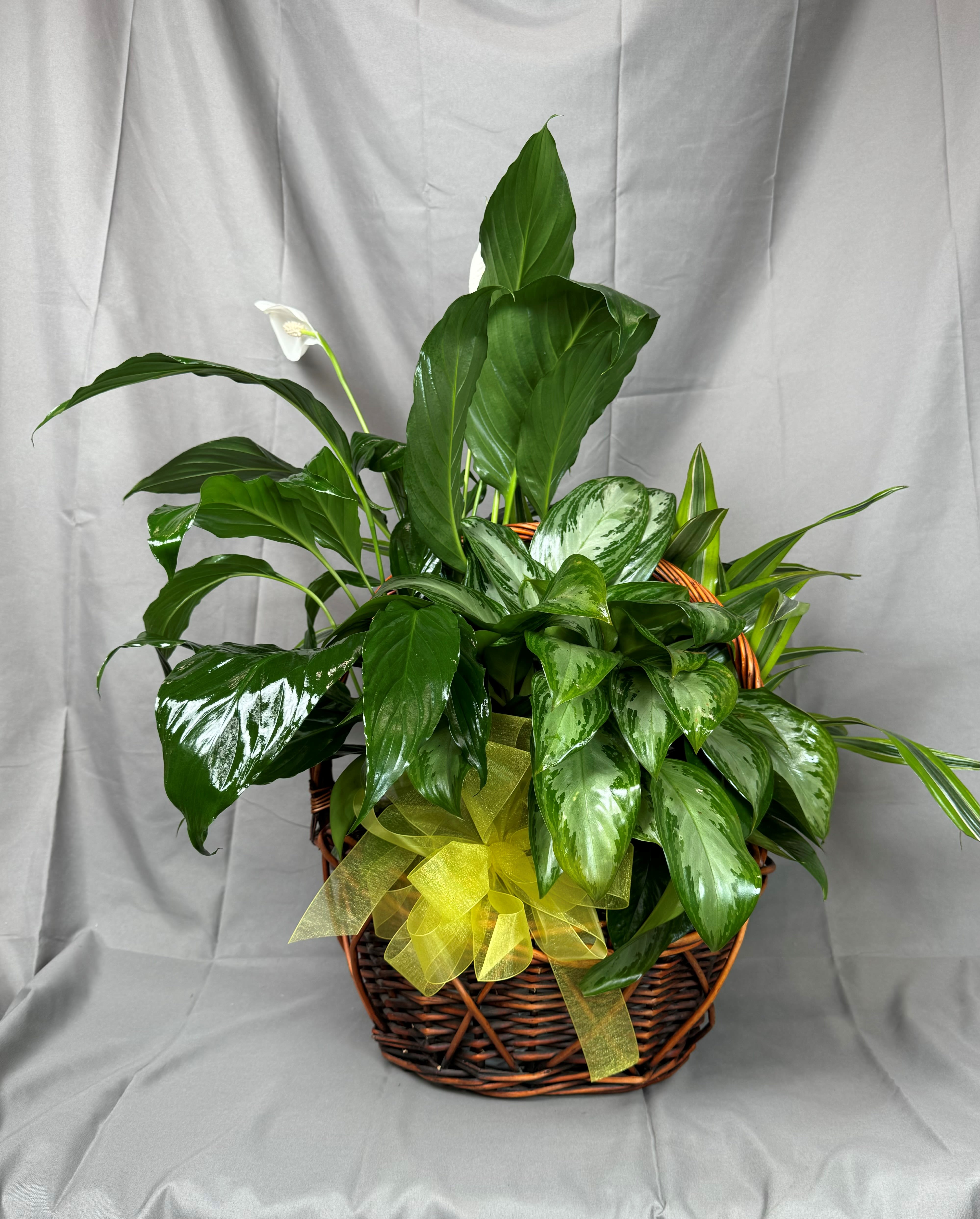 Basket of green houseplants with a yellow ribbon