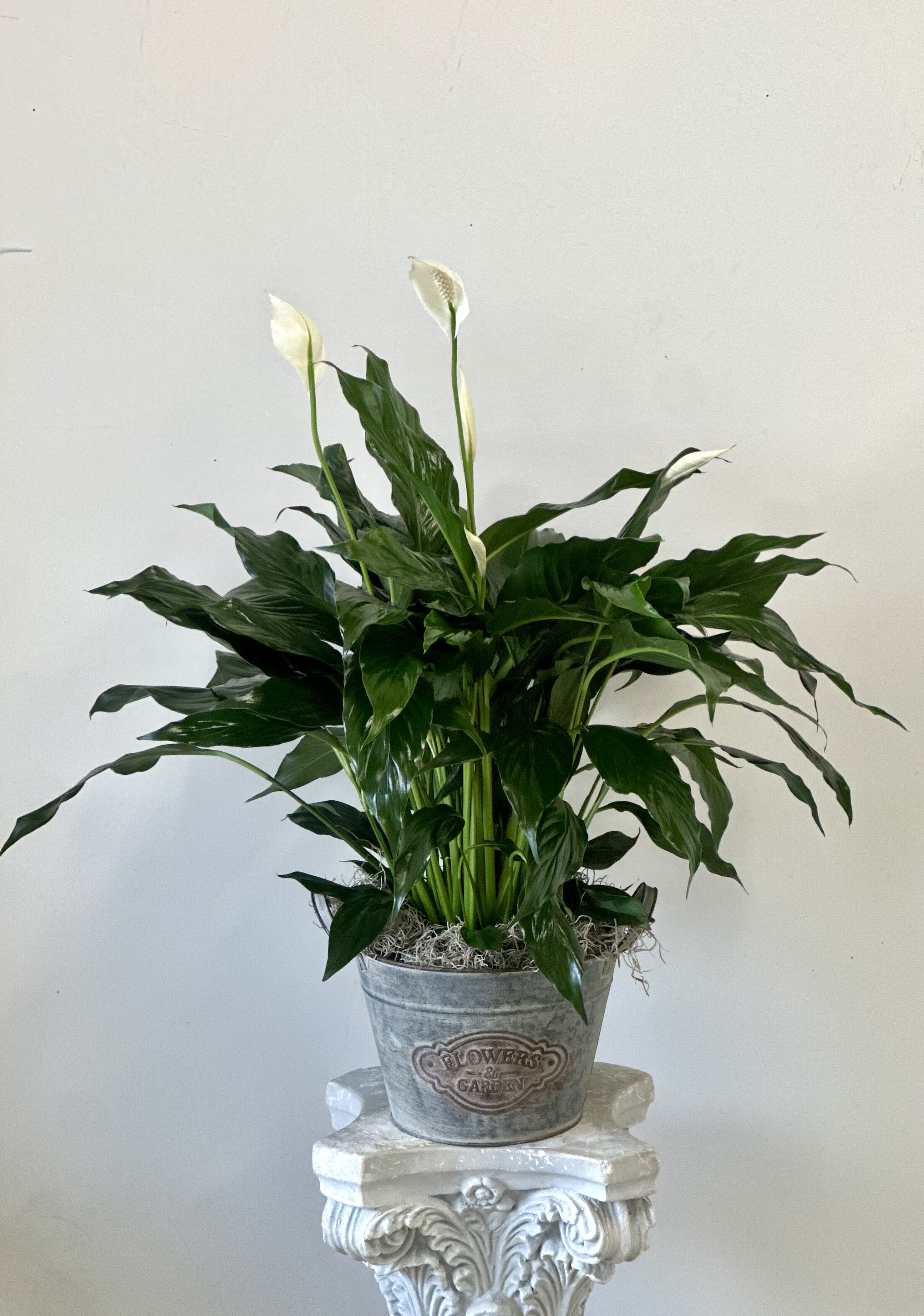Spathiphyllum (Peace Lily)  - A graceful peace lily brings elegance to any room. This house plant is notably easy to care for, making it a long-lasting and a fitting gift for birthdays, sympathy, or just because.  