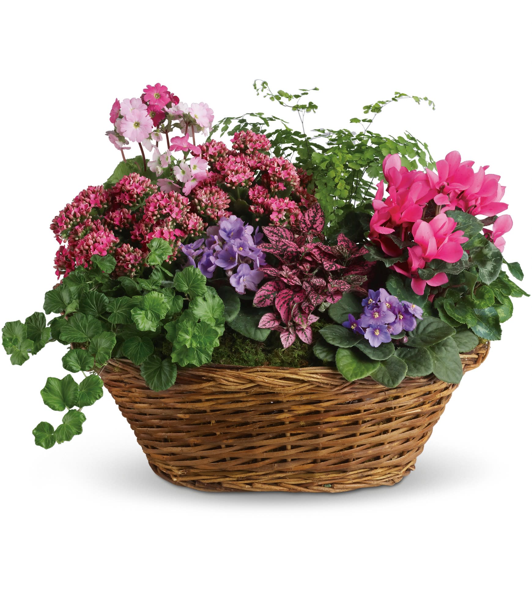 Simply Chic Mixed Plant Basket - Simply captivating. Simply charming. Simply chic. This pretty basket is overflowing with character - and live plants. It's colorful, natural and beautiful.    A charming oval wicker basket is full of flowering plants like two miniature lavender African violets, 2 pink kalanchoes, a hot pink cyclamen, a pink primrose and a hypoestes. Not to mention green ivy and maidenhair fern. A fantastic mix for anyone!    Approximately 24 1/2" W x 19 1/4" H    Orientation: All-Around        As Shown : T97-1A    