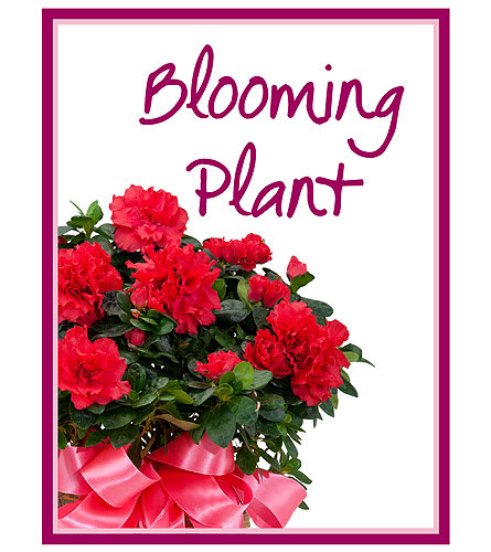 Potted blooming plant with red flowers and a pink ribbon