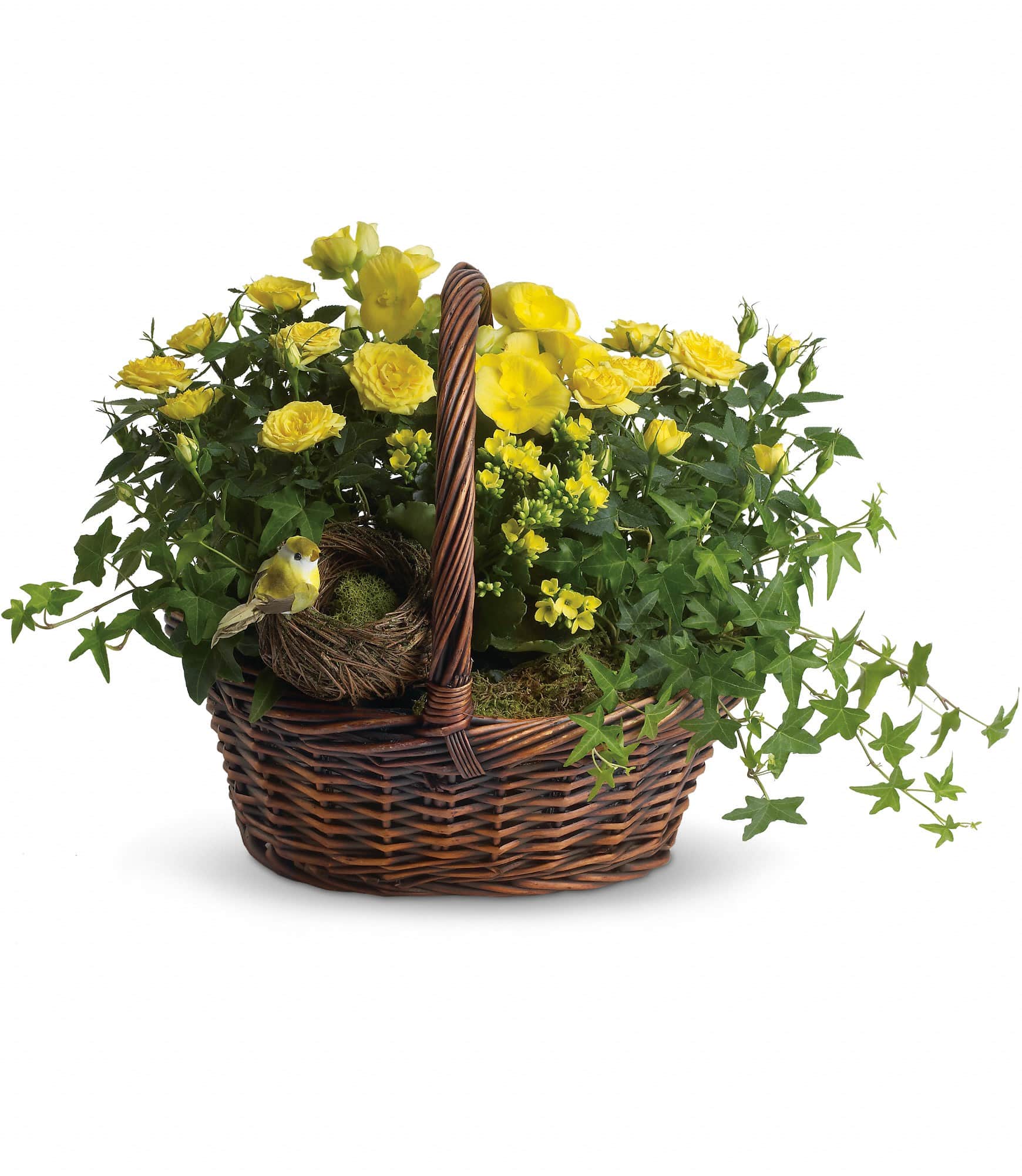 Yellow Trio Basket  - This delightful basket holds a plethora of sunny yellow flowering plants! So sweet, it's no wonder a darling little yellow bird has built its nest inside the basket.    Two bright yellow miniature rose plants, plus a yellow kalanchoe and begonia are nestled right beside the little bird and her nest. It's all delivered in a charming round basket. It sends three times the cheer!    Approximately 23" W x 16" H    Orientation: All-Around        As Shown : T94-1A    